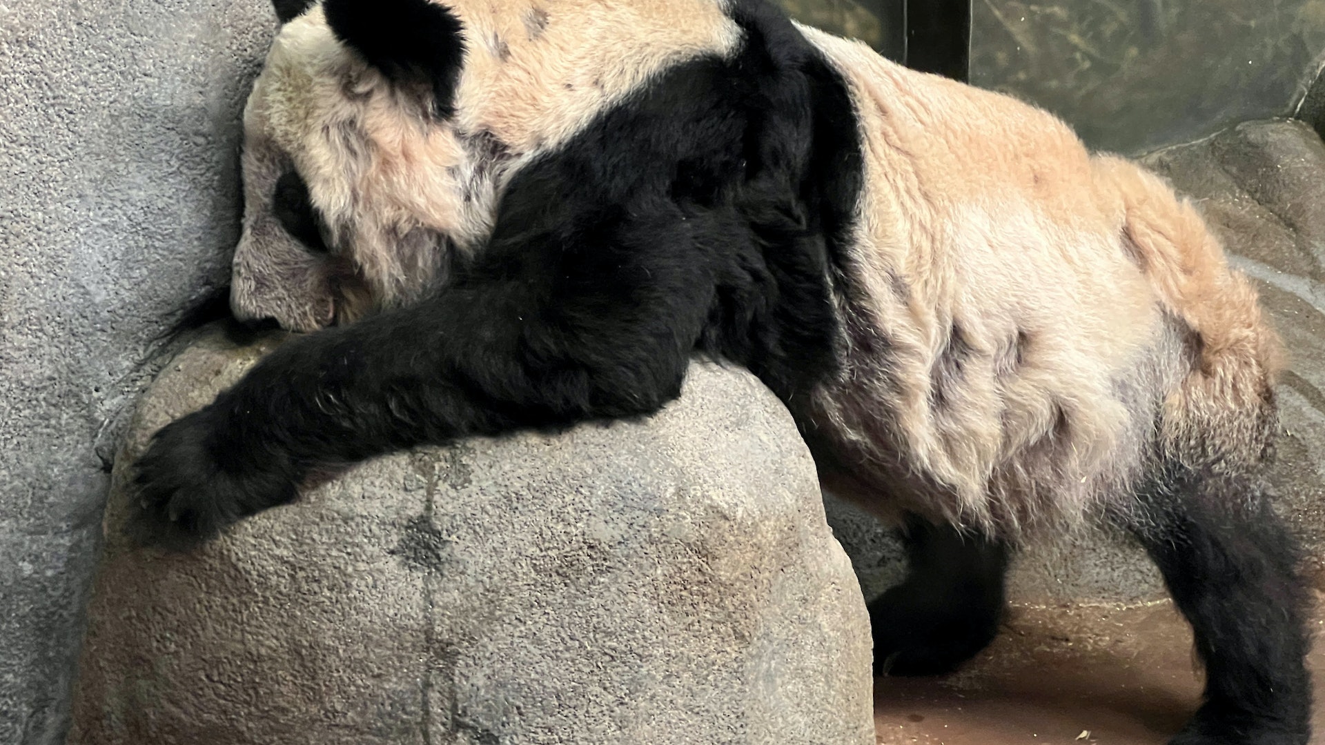 旅美大熊貓丫丫精神狀況欠佳引關注北京動物園：或於4月初回國