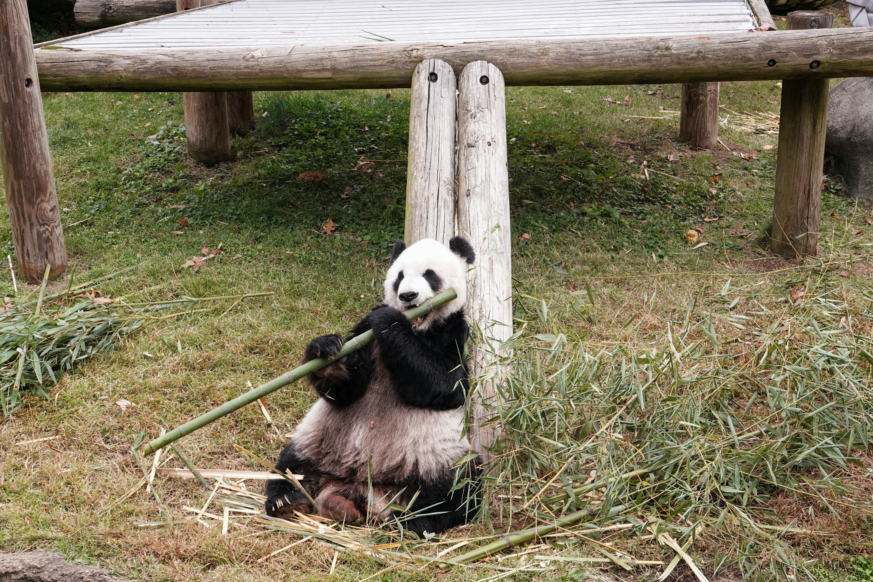 大熊猫乐乐：图为2022年11月1日，大熊猫乐乐的照片，牠旅居美国孟菲斯动物园。（Reuters）