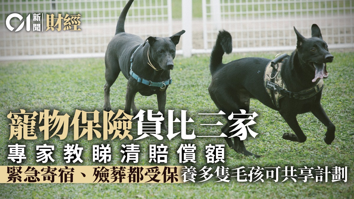 寵物保險| 保險專家揀選實錄 先「睇錢做人」 再貨比三家 寵物保險| 保險專家揀選實錄 先「睇錢做人」 再貨比三家
