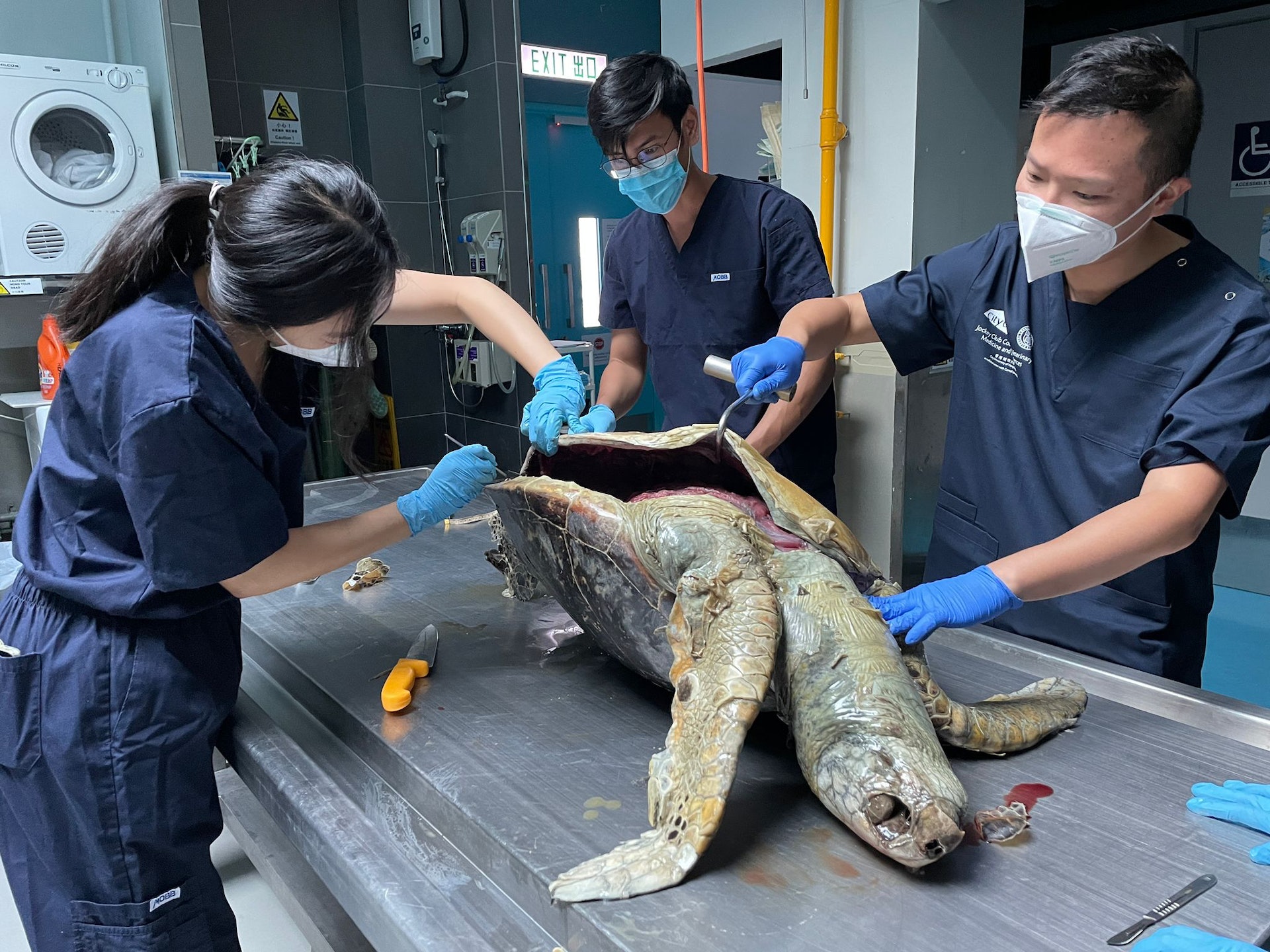 一隻成年雌性綠海龜昨(25日)被發現發現屍浮西貢海面,香港城市大學海洋動物影像解剖研究組接收龜屍後,今午(26日)為其進行初步解剖。(城大海洋動物影像解剖研究組提供) 一隻成年雌性綠海龜昨(25日)被發現發現屍浮西貢海面,香港城市大學海洋動物影像解剖研究組接收龜屍後,今午(26日)為其進行初步解剖。(城大海洋動物影像解剖研究組提供)
