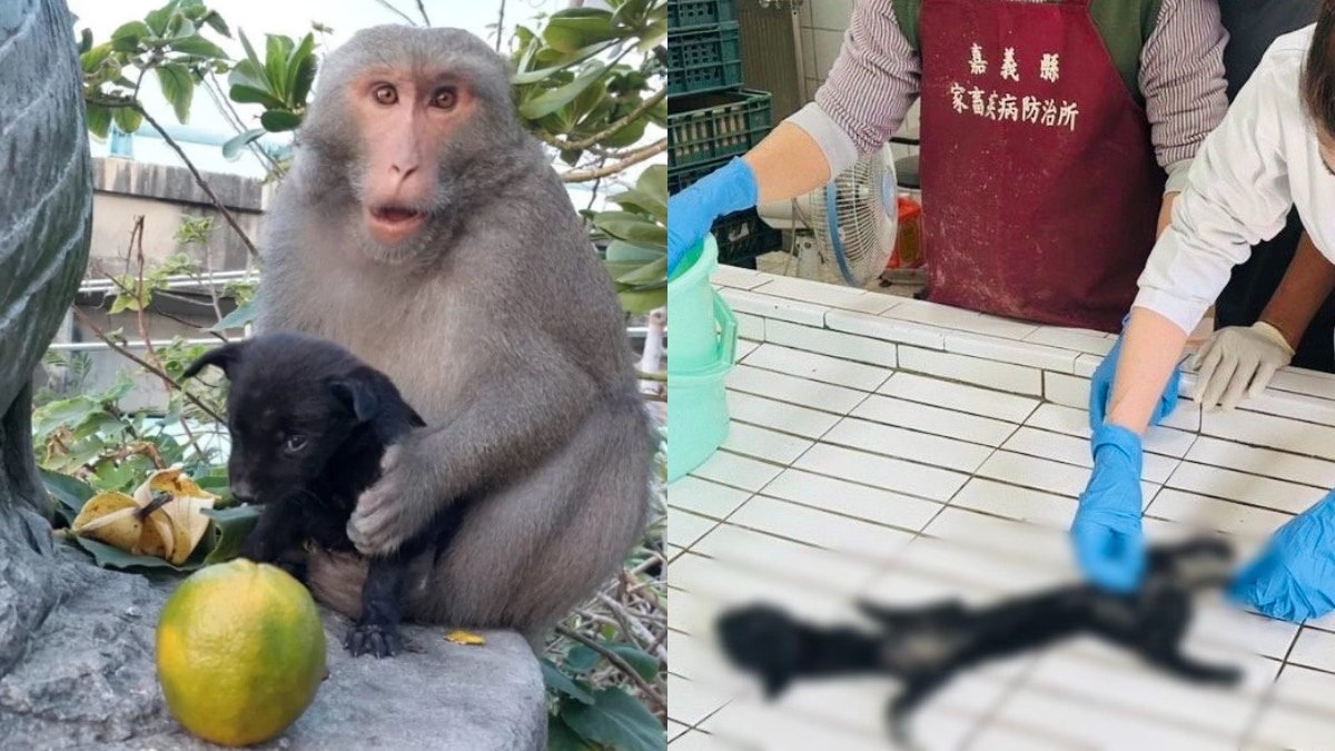 台灣獼猴養小黑狗竟將對方玩到變長慘死？　專家為猴子平反