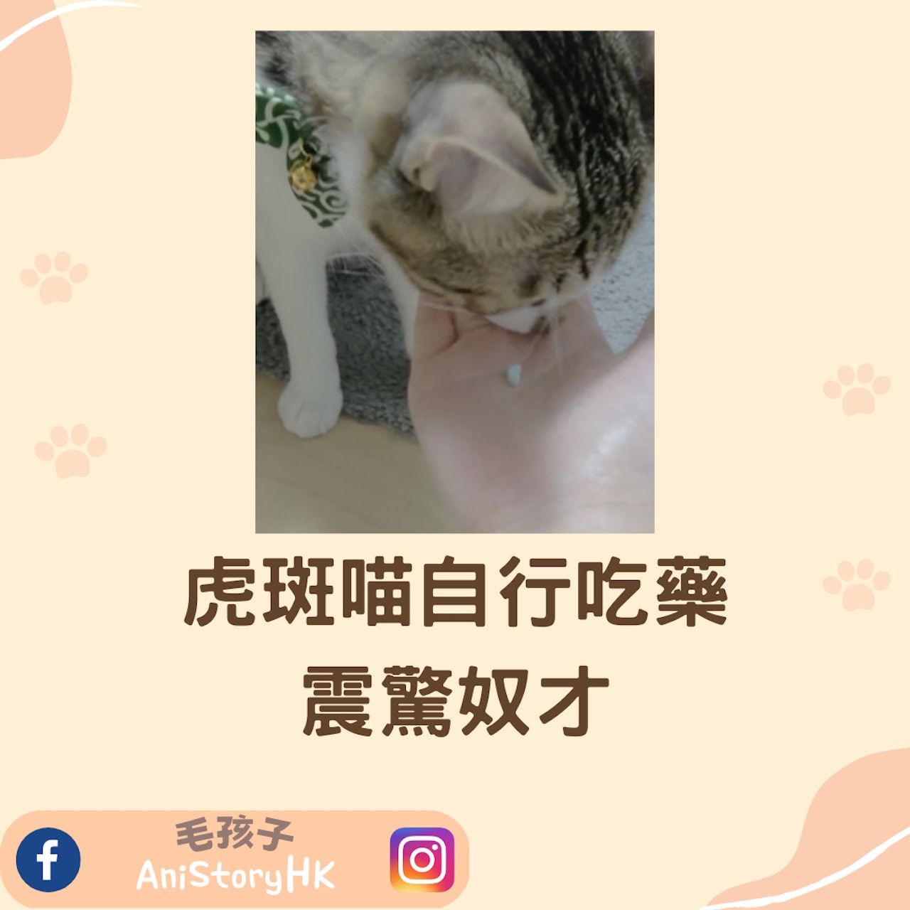 虎斑喵自行吃藥震驚奴才(Twitter@rintaco78) 虎斑喵自行吃藥震驚奴才(Twitter@rintaco78)
