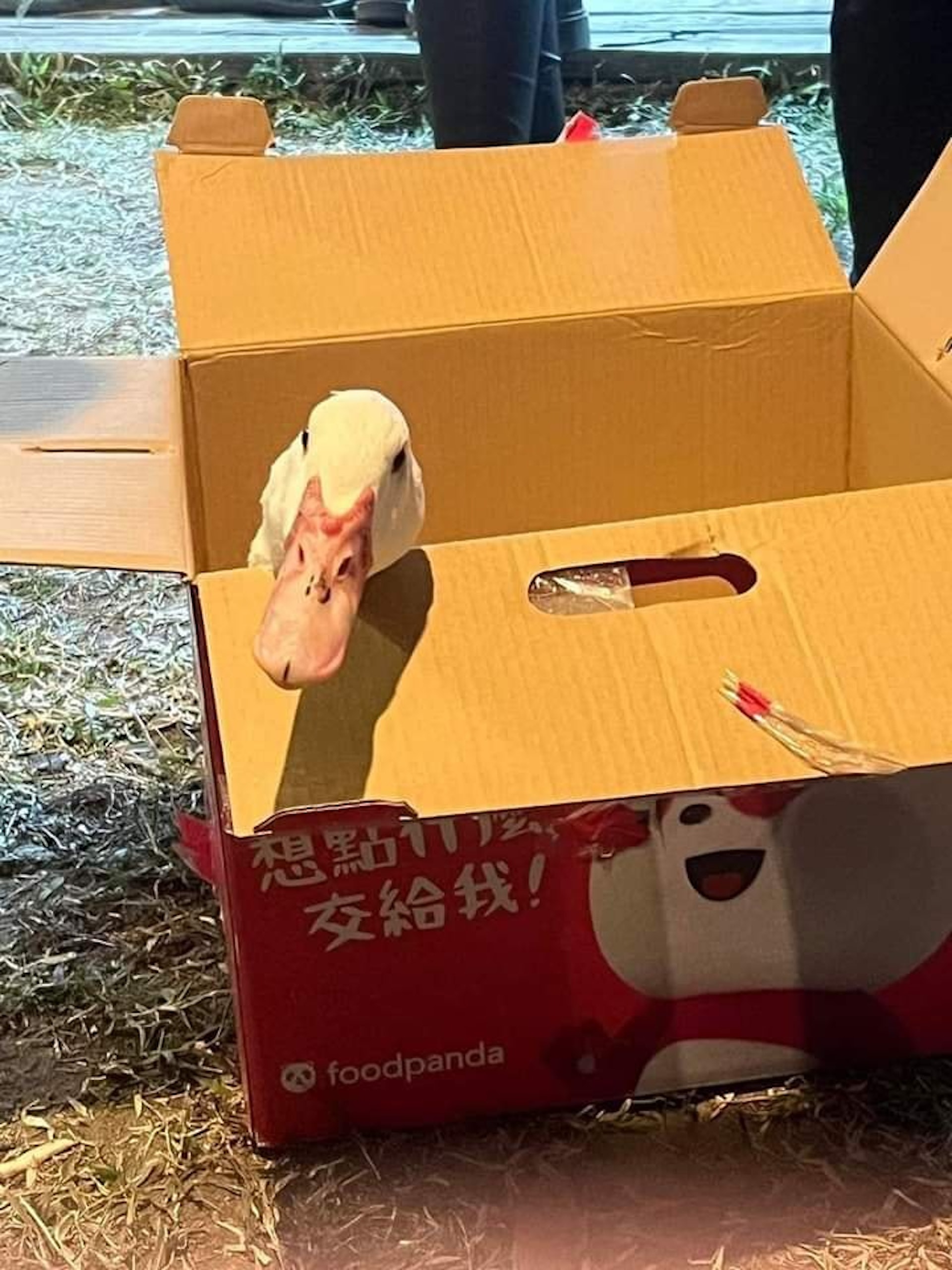 有女生發文指自己在聖誕節交換禮物中以咖啡機換取1隻活生生的薑母鴨。(FB「爆料公社」圖片) 有女生發文指自己在聖誕節交換禮物中以咖啡機換取1隻活生生的薑母鴨。(FB「爆料公社」圖片)