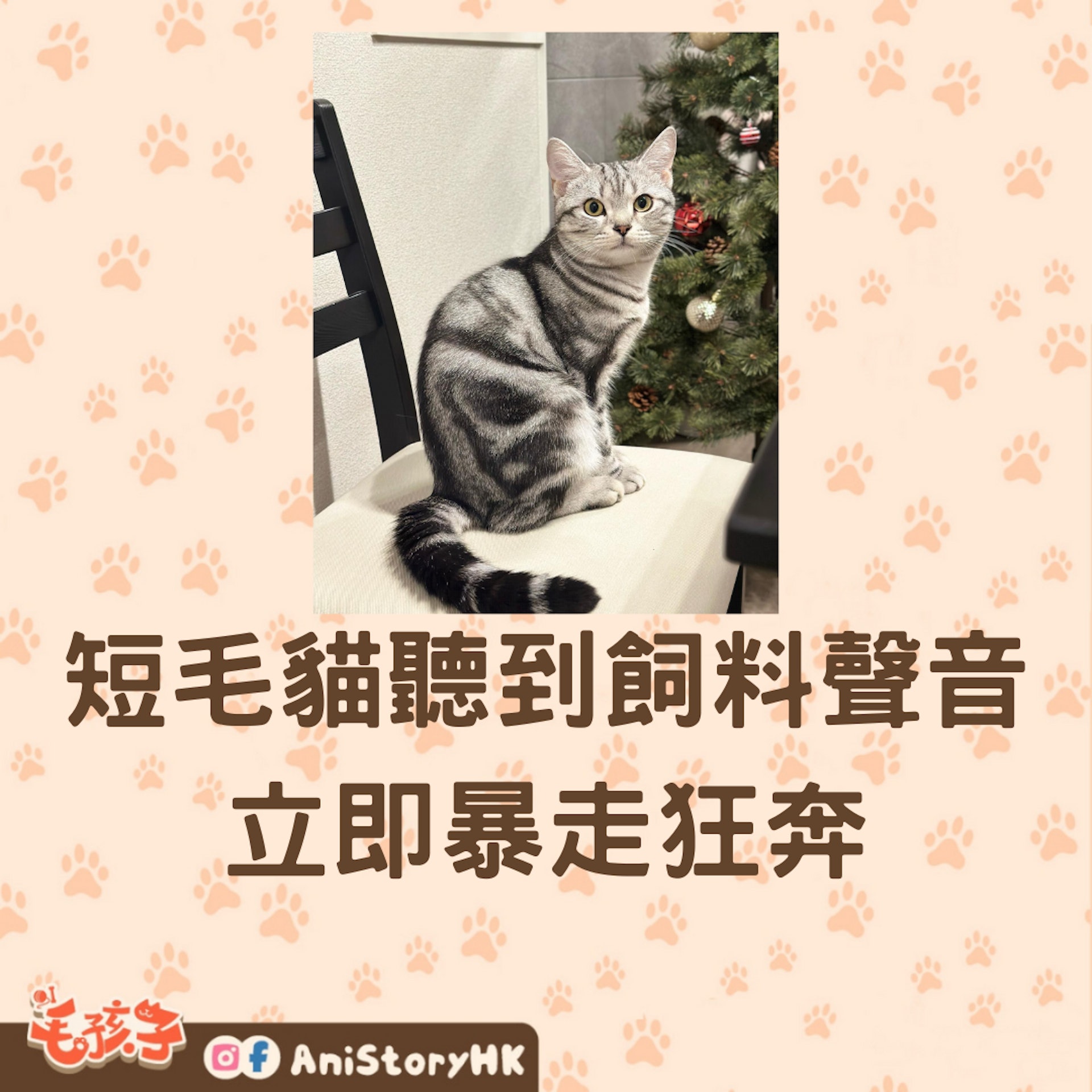 前幾天,短毛貓小十(テン)悠哉地躺在馬麻腿上,而馬麻也十分寵溺的撫摸著小十的臉…這是一個輕鬆悠閒的一刻。不過五秒過後,飼主內心的崩潰可能她自己都沒有猜到!當小十聽到隔壁房間傳來微弱的機械聲…(IG@cat_no_ten) 前幾天,短毛貓小十(テン)悠哉地躺在馬麻腿上,而馬麻也十分寵溺的撫摸著小十的臉…這是一個輕鬆悠閒的一刻。不過五秒過後,飼主內心的崩潰可能她自己都沒有猜到!當小十聽到隔壁房間傳來微弱的機械聲…(IG@cat_no_ten)