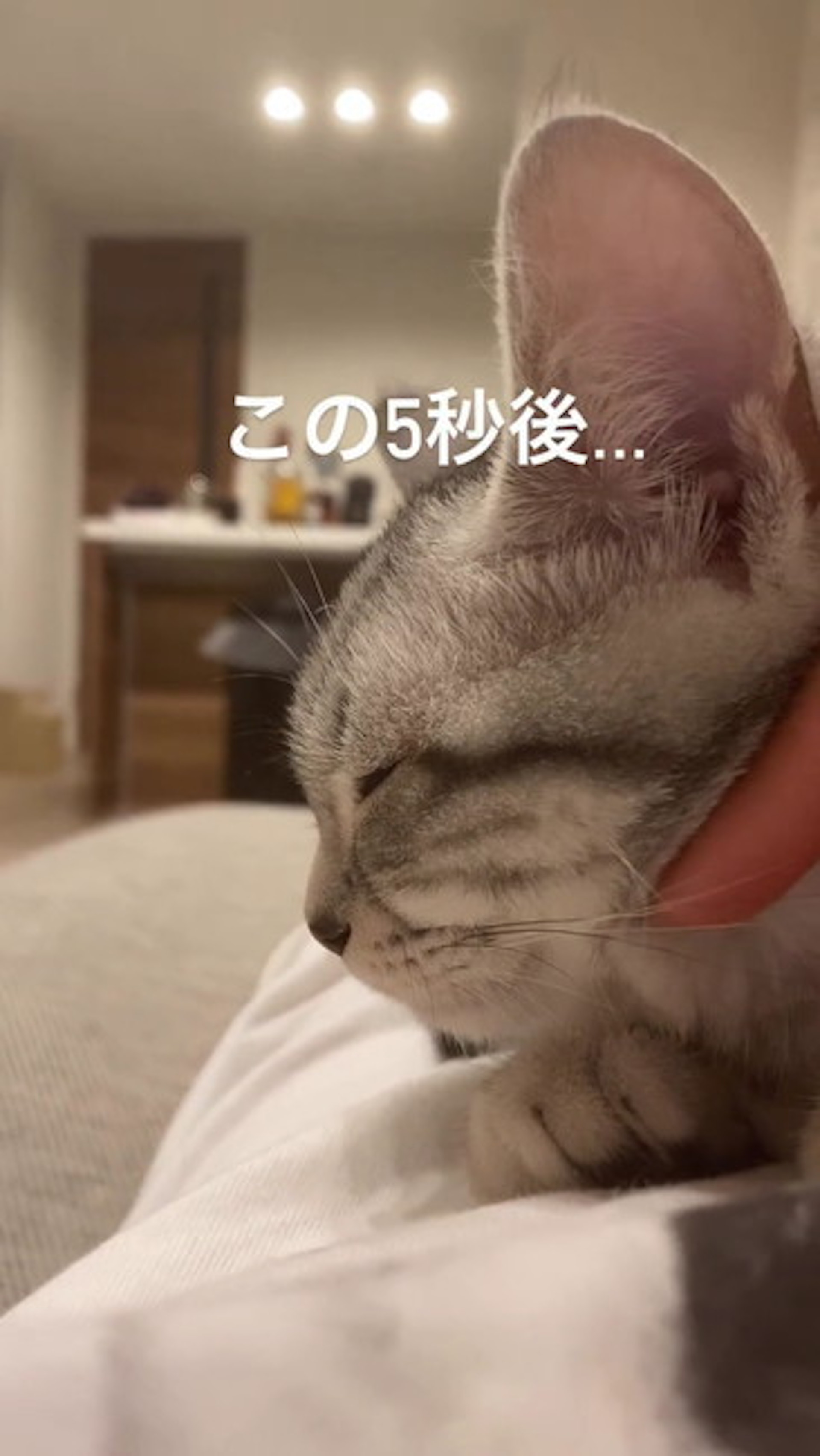 正在享受貓生(IG@cat_no_ten) 正在享受貓生(IG@cat_no_ten)