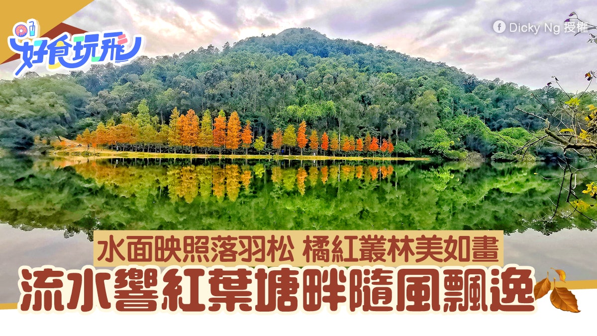 流水響紅葉|落羽松轉紅!絕美天空之鏡映照橘紅落羽松葉|附交通 流水響紅葉|落羽松轉紅!絕美天空之鏡映照橘紅落羽松葉|附交通