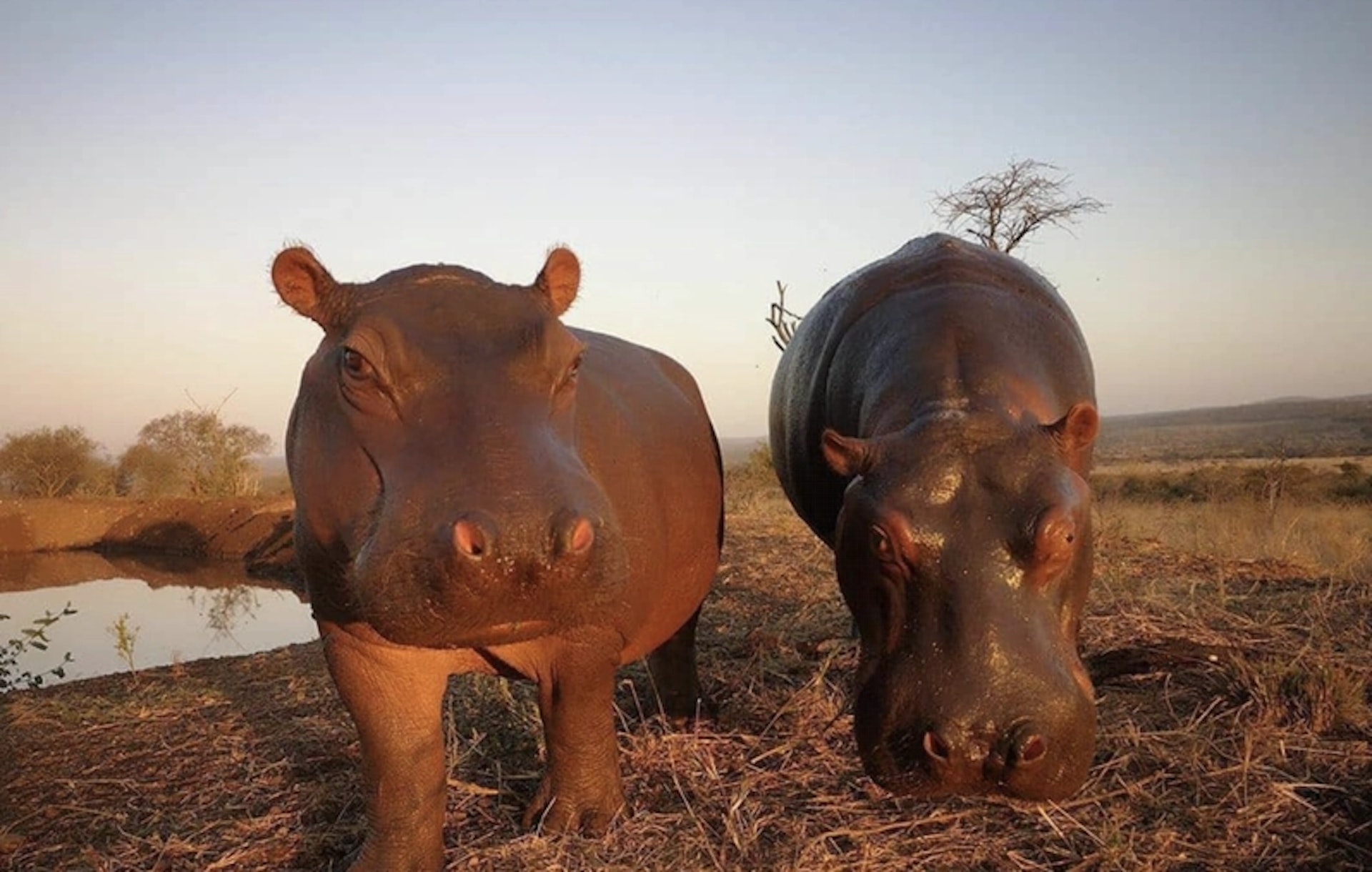孤兒河馬「查理」(IG@zululand_rhino_orphanage) 孤兒河馬「查理」(IG@zululand_rhino_orphanage)