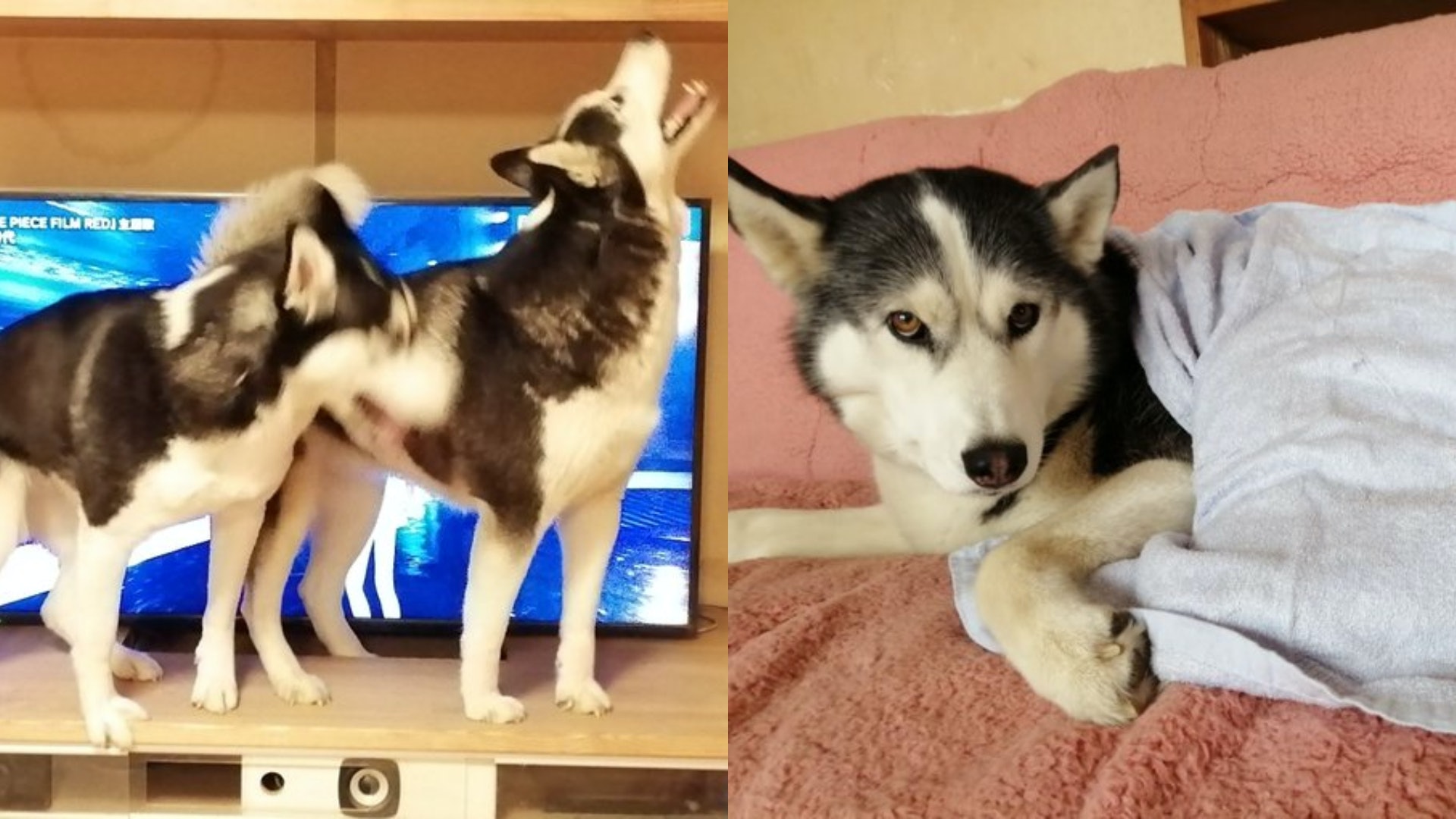 日本哈士奇母女擋電視瘋狂狼嚎 主人怒喊離開秒變「護家神犬」 日本哈士奇母女擋電視瘋狂狼嚎 主人怒喊離開秒變「護家神犬」