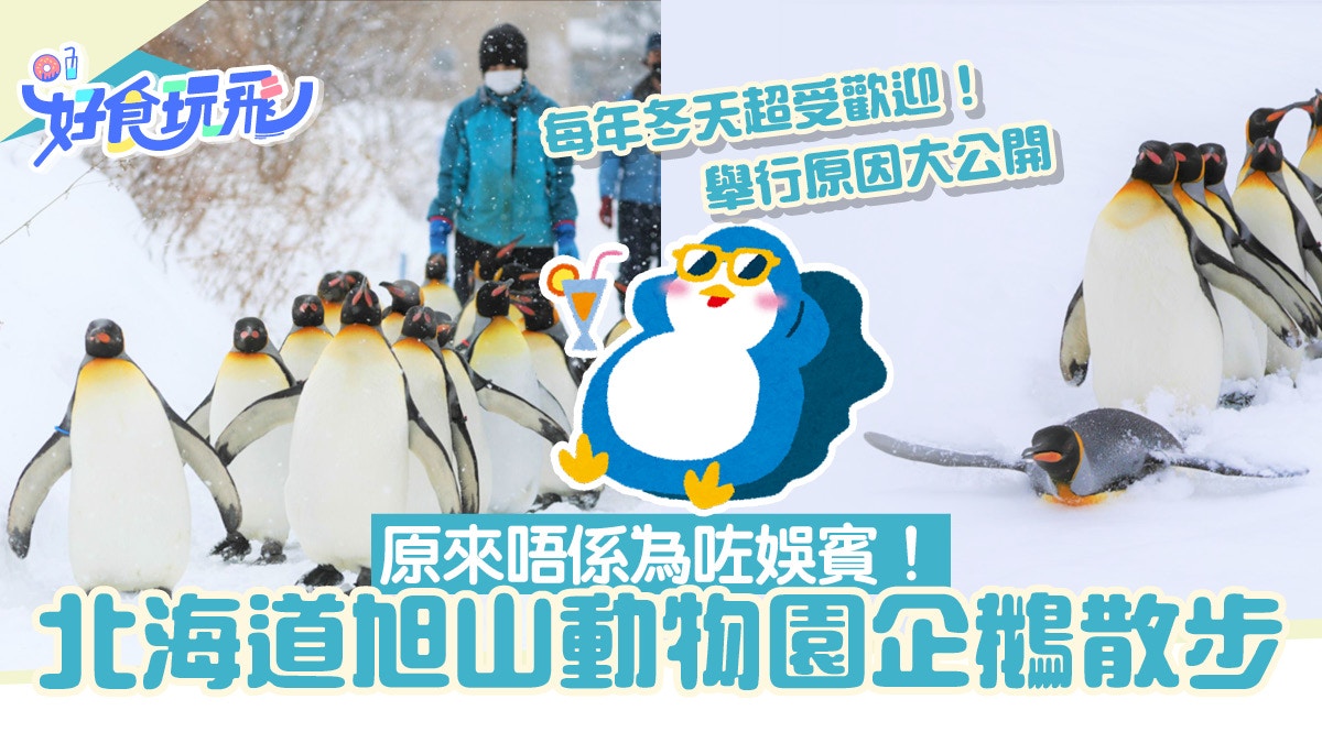 北海道旭山動物園「企鵝散步」原來並非為了娛賓！舉行原因大公開
