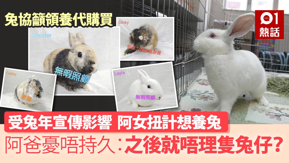 兔年養兔?阿女扭計想養兔 港爸憂受宣傳影響:出年唔想養點算? 兔年養兔?阿女扭計想養兔 港爸憂受宣傳影響:出年唔想養點算?