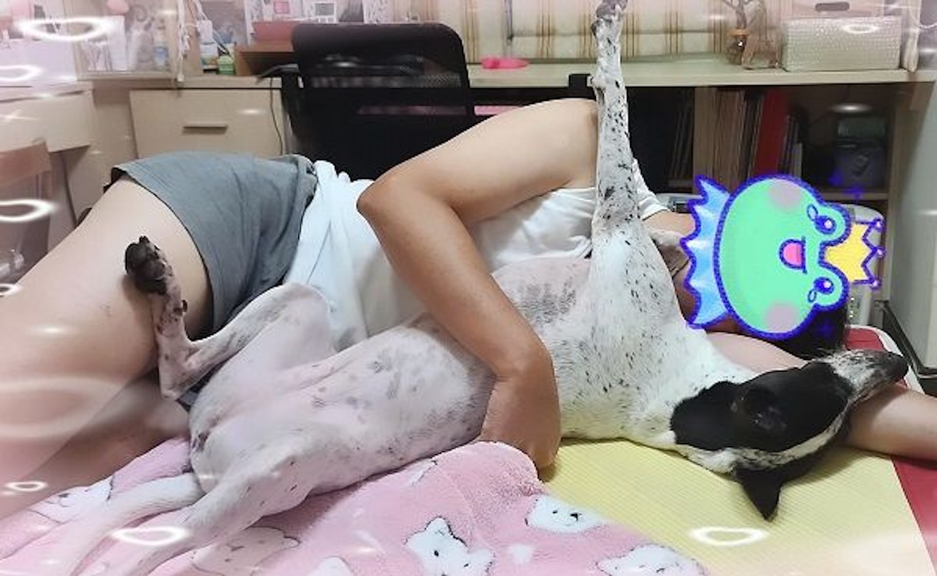 說好了不讓狗狗上床去睡。(狗與愛的世界提供) 說好了不讓狗狗上床去睡。(狗與愛的世界提供)