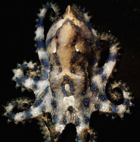蓝环章鱼。 （资料图片）