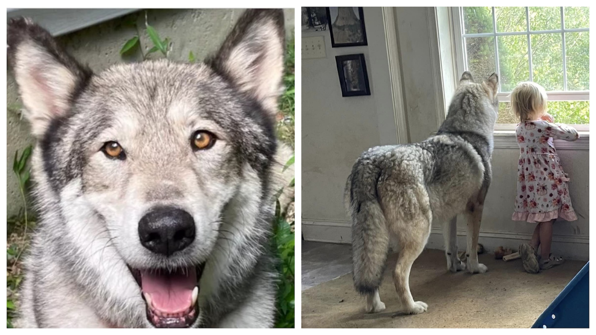 雪橇犬遭獵人看錯成郊狼開槍射殺 飼主怒轟:要為愛犬討回公道 雪橇犬遭獵人看錯成郊狼開槍射殺 飼主怒轟:要為愛犬討回公道