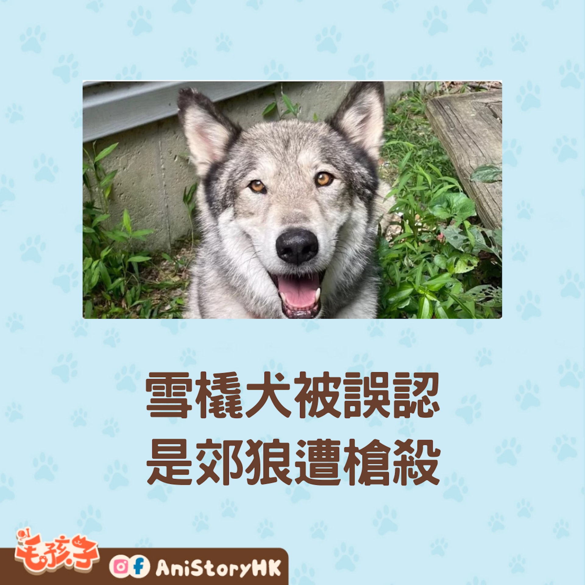 獵鹿獵人錯把8歲的混種雪橇犬Hunter看成郊狼,開槍將牠射殺。(facebook@Jennifer Heller) 獵鹿獵人錯把8歲的混種雪橇犬Hunter看成郊狼,開槍將牠射殺。(facebook@Jennifer Heller)