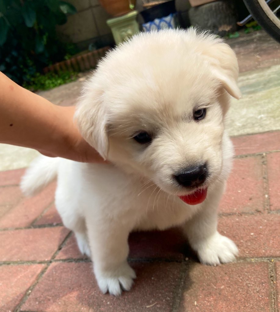 回想起當初接阿丸回家，當時牠還很嬌小。（twitter@dogmarucp）