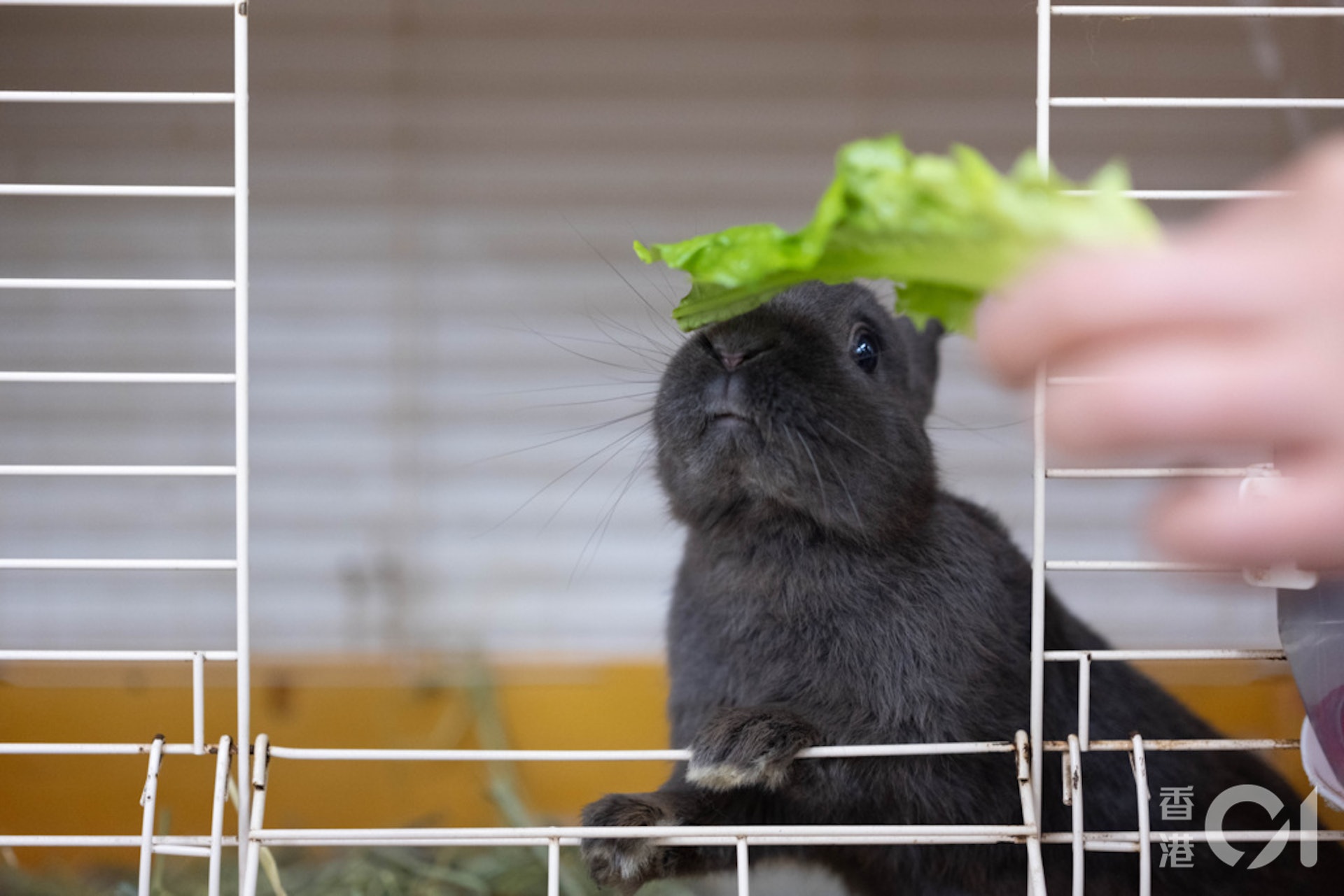 食物方面,董芳宜提醒主人須在籠子內放置足夠牧草,亦要定時補充;亦可餵飼有葉蔬菜如生菜及菜心等。(盧翊銘攝) 食物方面,董芳宜提醒主人須在籠子內放置足夠牧草,亦要定時補充;亦可餵飼有葉蔬菜如生菜及菜心等。(盧翊銘攝)