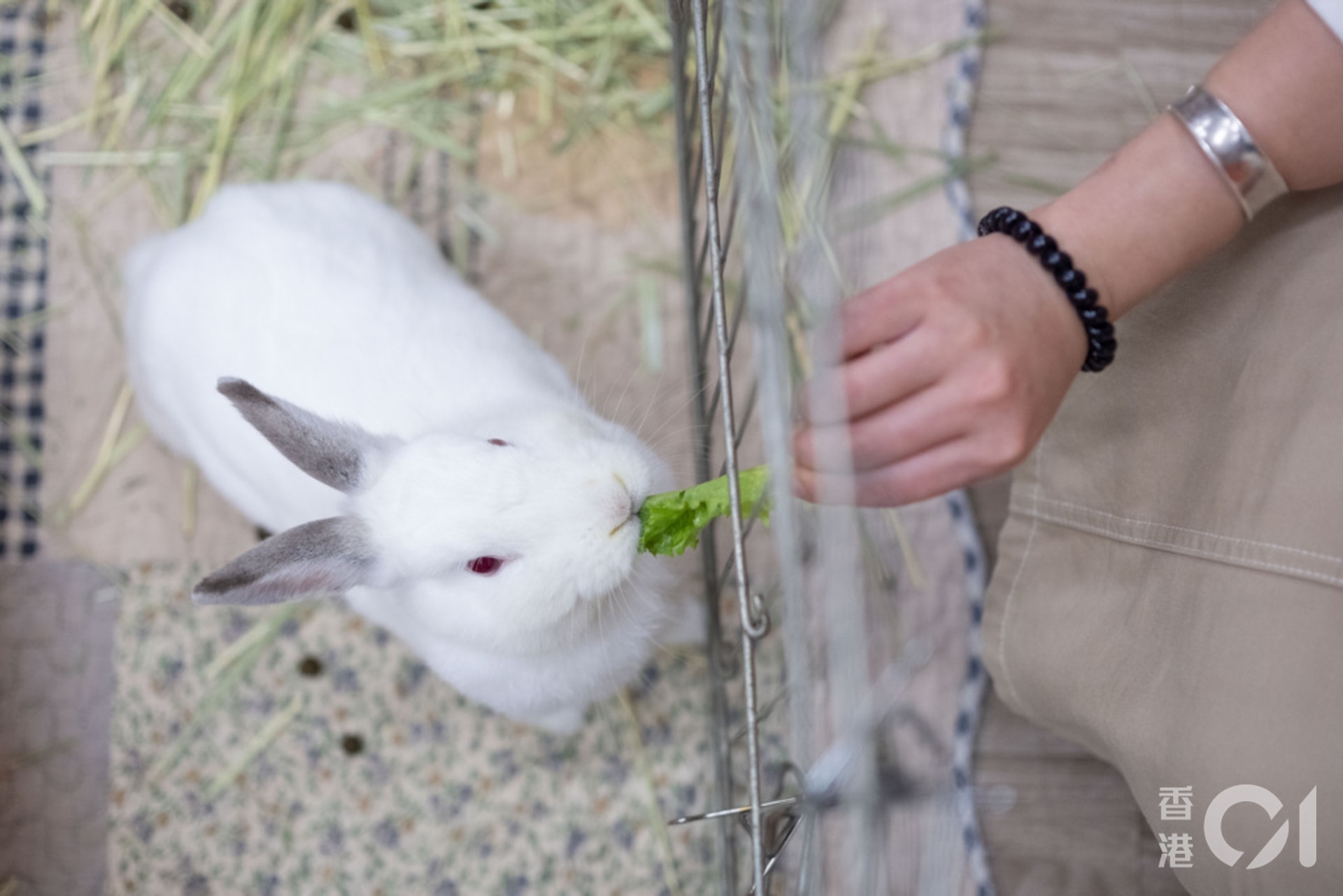 食物方面,董芳宜提醒主人須在籠子內放置足夠牧草,亦要定時補充;亦可餵飼有葉蔬菜如生菜及菜心等。(盧翊銘攝) 食物方面,董芳宜提醒主人須在籠子內放置足夠牧草,亦要定時補充;亦可餵飼有葉蔬菜如生菜及菜心等。(盧翊銘攝)