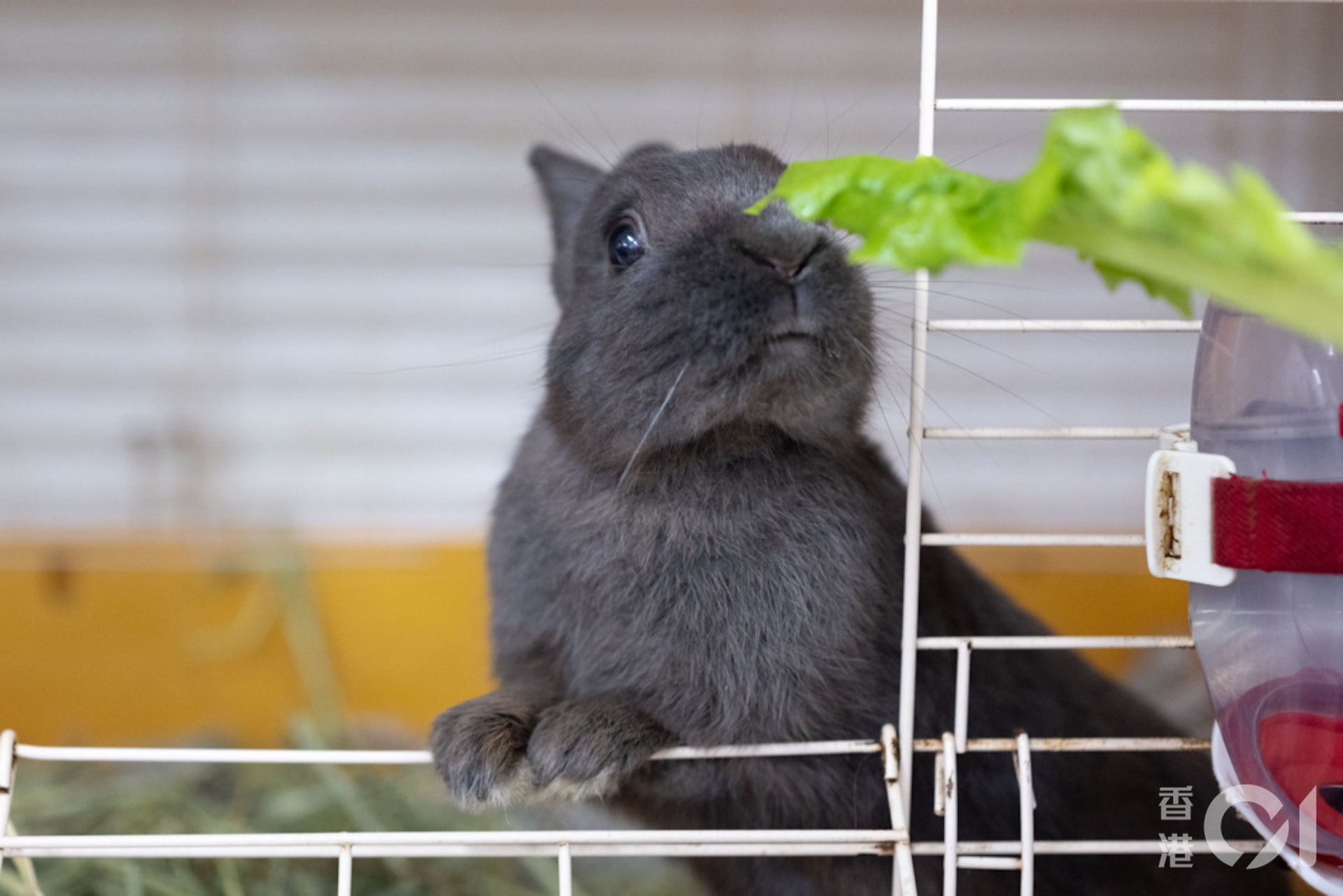 食物方面,董芳宜提醒主人須在籠子內放置足夠牧草,亦要定時補充;亦可餵飼有葉蔬菜如生菜及菜心等。(盧翊銘攝) 食物方面,董芳宜提醒主人須在籠子內放置足夠牧草,亦要定時補充;亦可餵飼有葉蔬菜如生菜及菜心等。(盧翊銘攝)