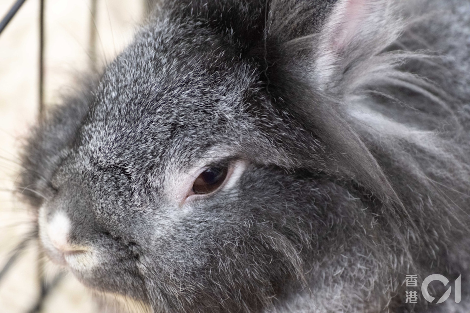 董芳宜表示,兔子是黃昏性動物,在日落及月出前的時間最活躍,故主人可趁黃昏時間與兔子玩耍及接觸。(盧翊銘攝) 董芳宜表示,兔子是黃昏性動物,在日落及月出前的時間最活躍,故主人可趁黃昏時間與兔子玩耍及接觸。(盧翊銘攝)