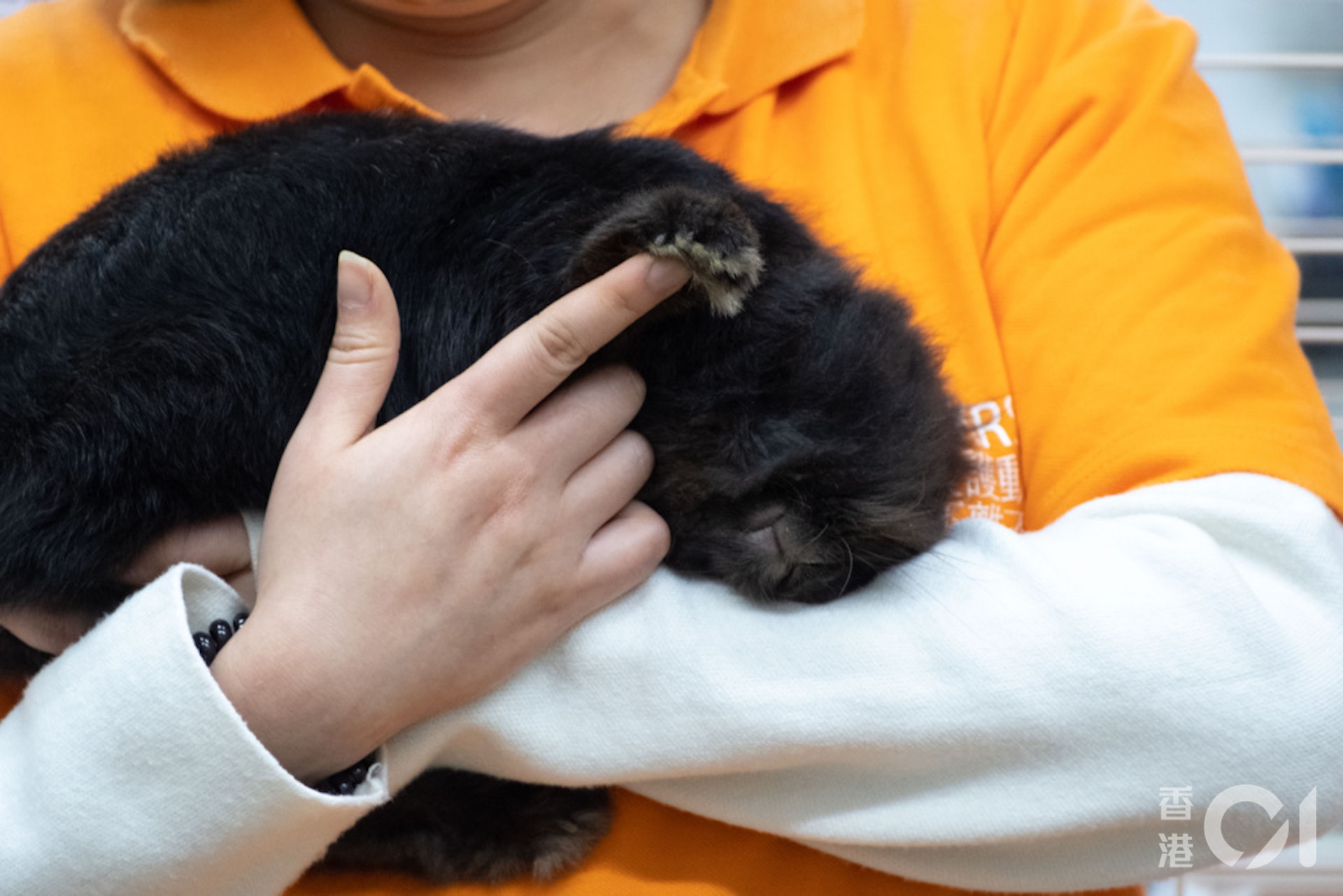 董芳宜表示,兔子是黃昏性動物,在日落及月出前的時間最活躍,故主人可趁黃昏時間與兔子玩耍及接觸。(盧翊銘攝) 董芳宜表示,兔子是黃昏性動物,在日落及月出前的時間最活躍,故主人可趁黃昏時間與兔子玩耍及接觸。(盧翊銘攝)