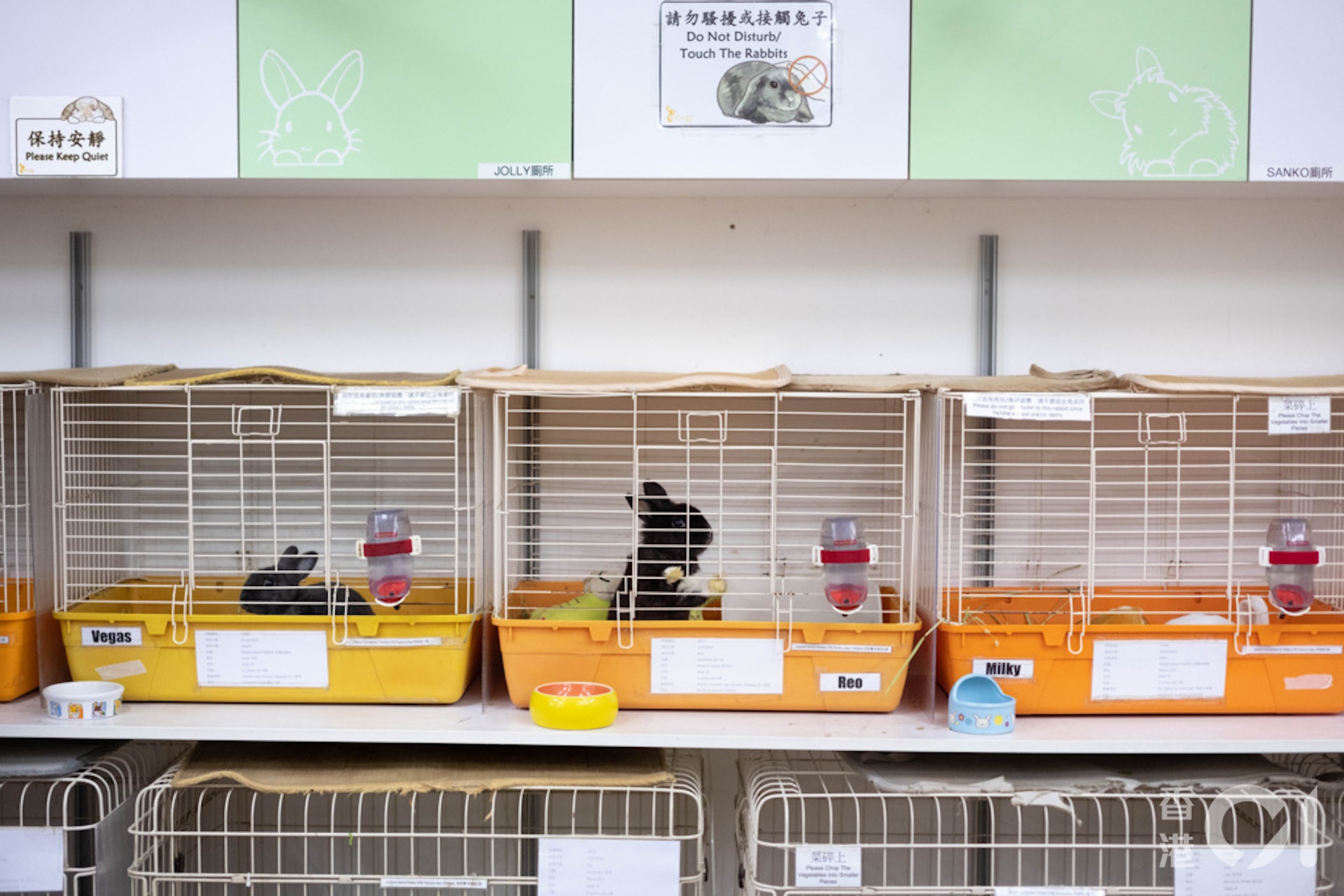 董芳宜表示,兔子是黃昏性動物,在日落及月出前的時間最活躍,故主人可趁黃昏時間與兔子玩耍及接觸。(盧翊銘攝) 董芳宜表示,兔子是黃昏性動物,在日落及月出前的時間最活躍,故主人可趁黃昏時間與兔子玩耍及接觸。(盧翊銘攝)