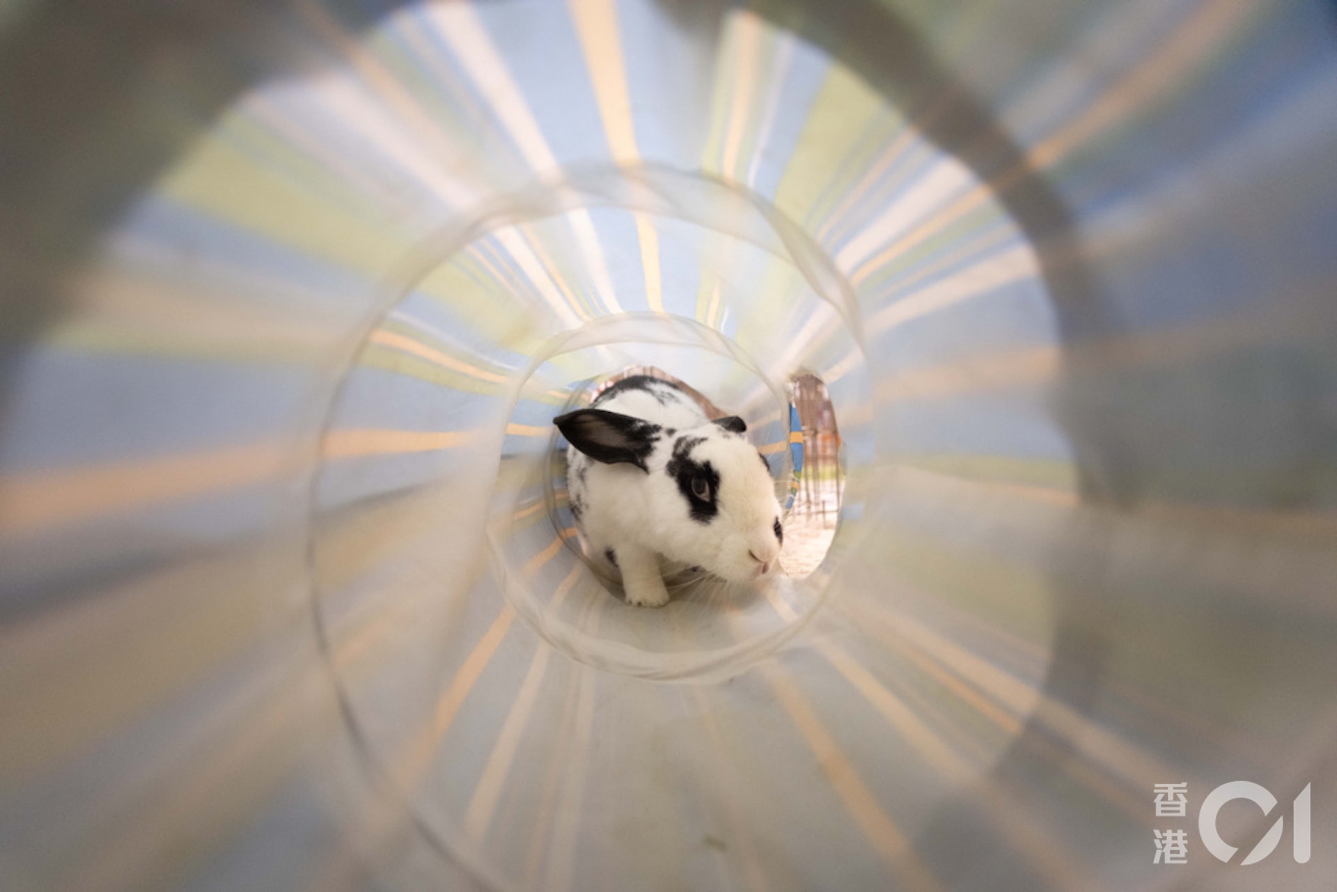 兔子對環境要求高,雖然籠子所佔空間不大,不過主人須每日放兔子離開籠中,有自由活動時間,故家中需有足夠空間讓兔子走動。(盧翊銘攝) 兔子對環境要求高,雖然籠子所佔空間不大,不過主人須每日放兔子離開籠中,有自由活動時間,故家中需有足夠空間讓兔子走動。(盧翊銘攝)