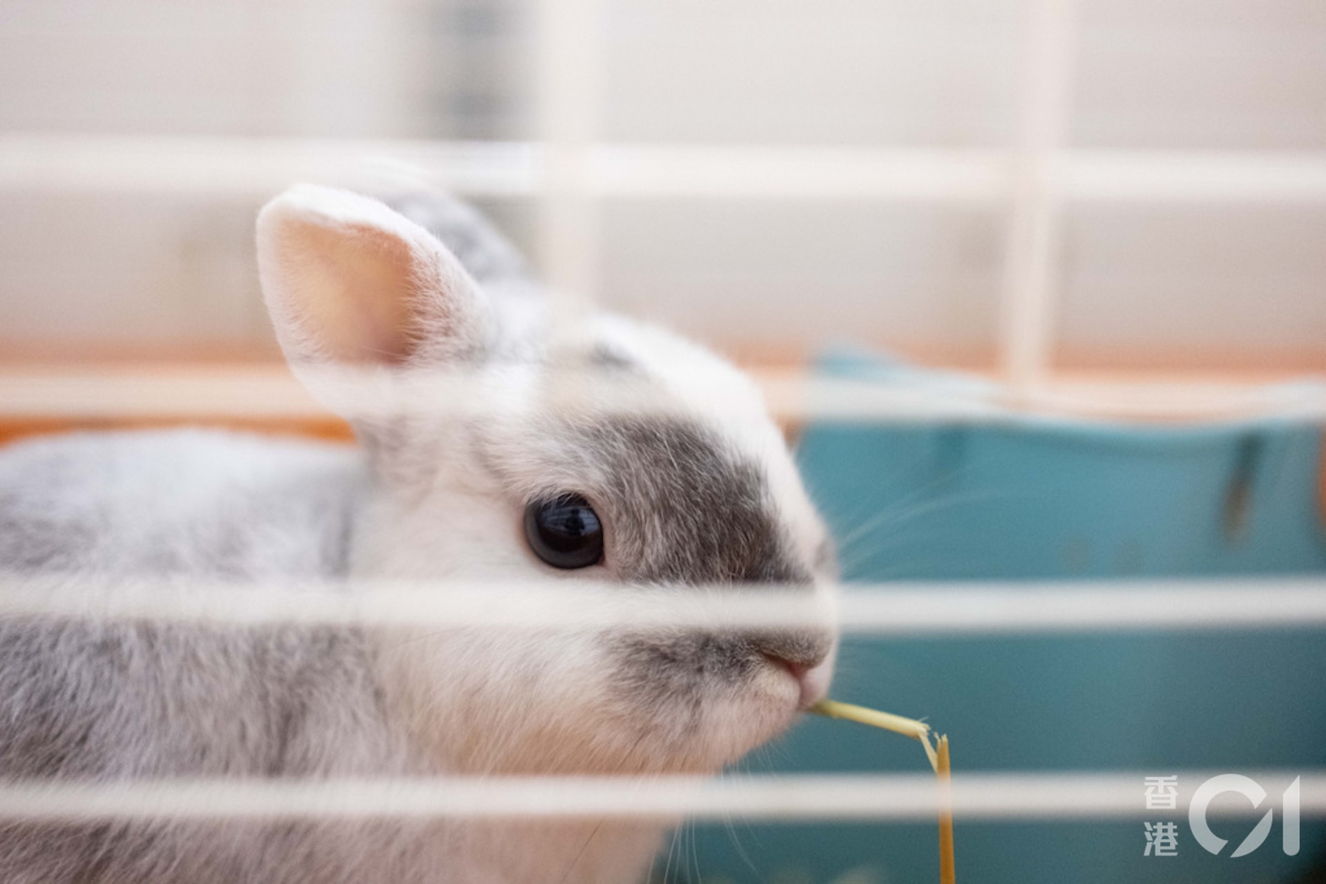 食物方面,董芳宜提醒主人須在籠子內放置足夠牧草,亦要定時補充;亦可餵飼有葉蔬菜如生菜及菜心等。(盧翊銘攝) 食物方面,董芳宜提醒主人須在籠子內放置足夠牧草,亦要定時補充;亦可餵飼有葉蔬菜如生菜及菜心等。(盧翊銘攝)