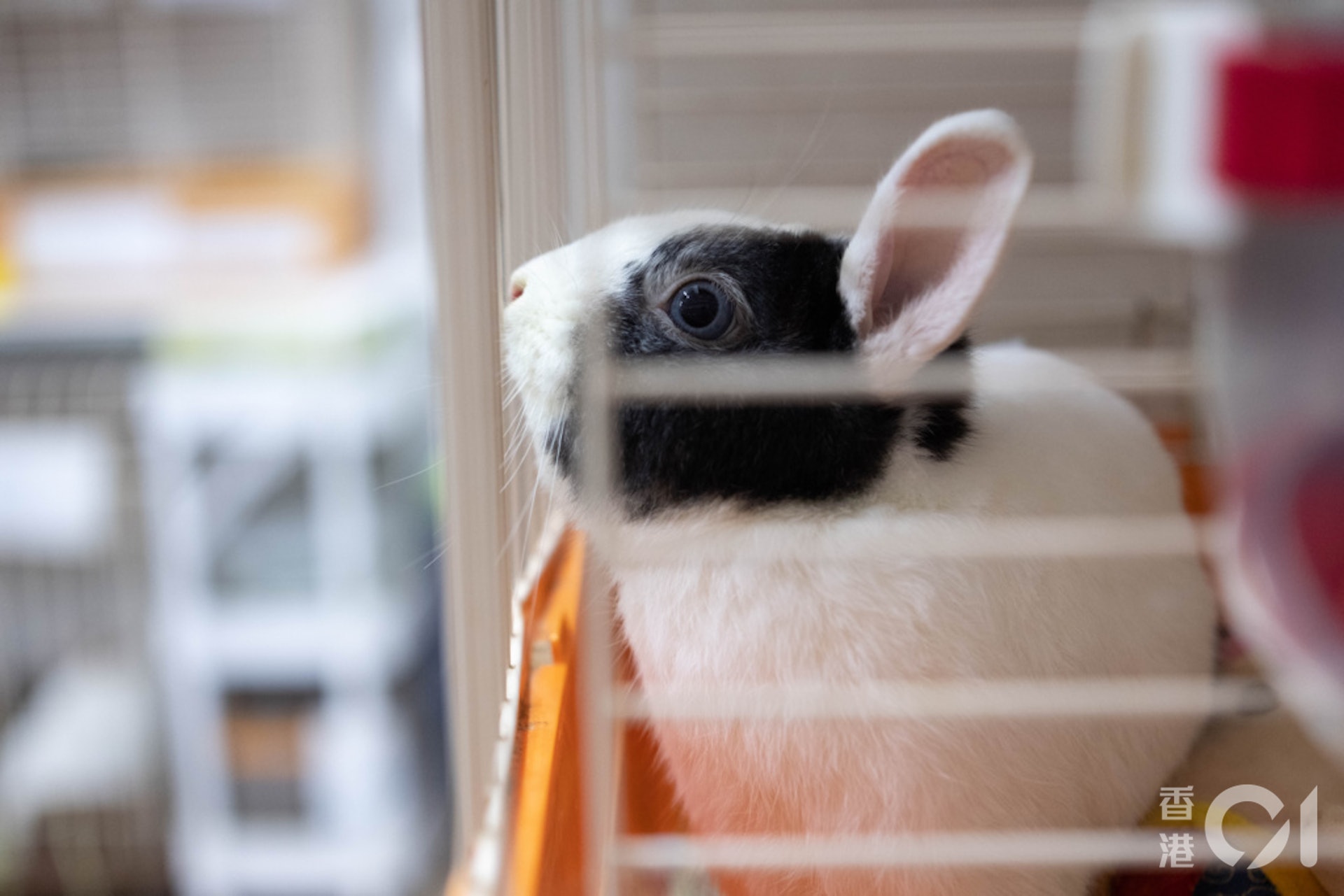 董芳宜指,兔子是喜愛乾淨的動物,故主人要保持其籠子清潔,每日亦要清潔籠子。(盧翊銘攝) 董芳宜指,兔子是喜愛乾淨的動物,故主人要保持其籠子清潔,每日亦要清潔籠子。(盧翊銘攝)