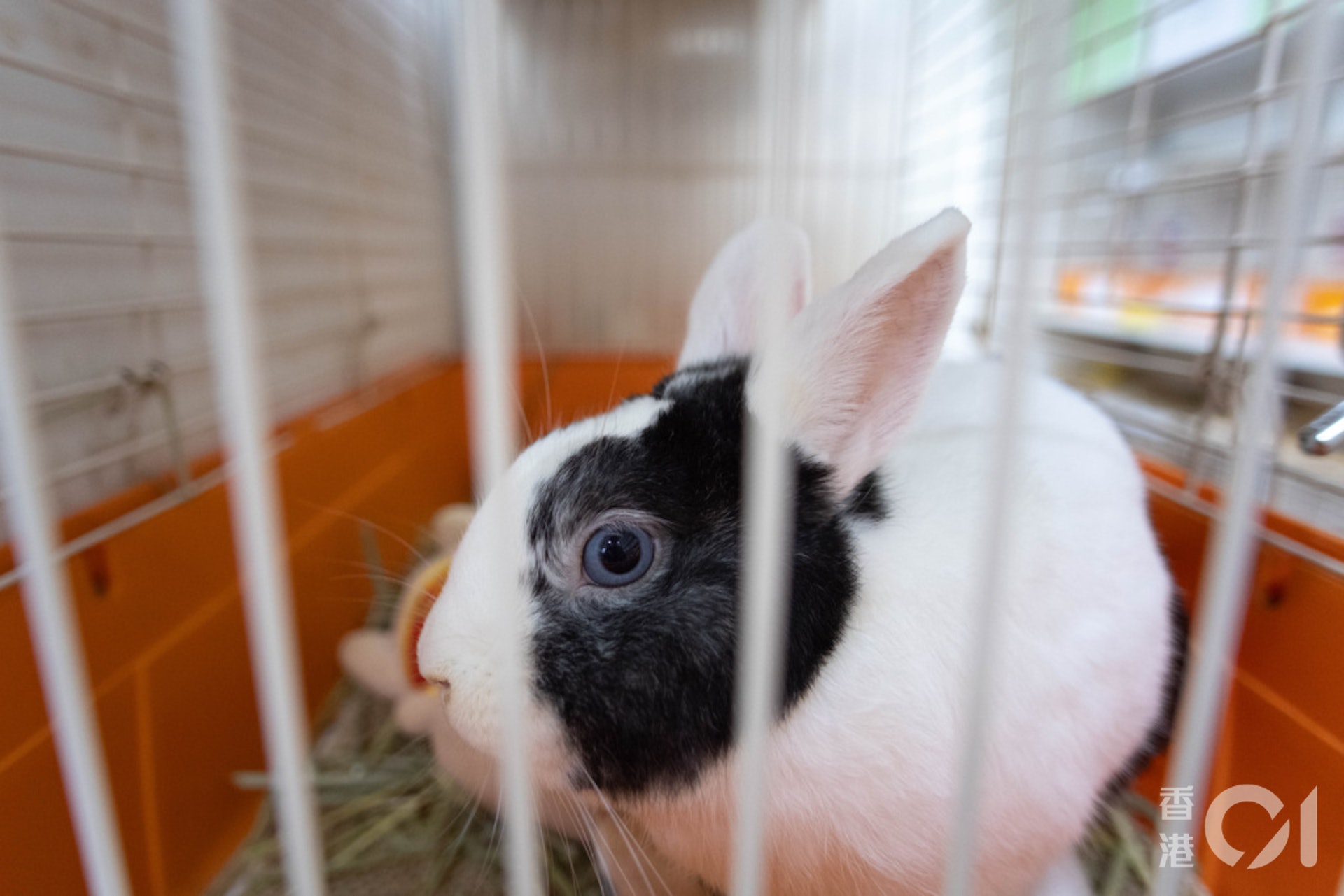 董芳宜指,兔子是喜愛乾淨的動物,故主人要保持其籠子清潔,每日亦要清潔籠子。(盧翊銘攝) 董芳宜指,兔子是喜愛乾淨的動物,故主人要保持其籠子清潔,每日亦要清潔籠子。(盧翊銘攝)