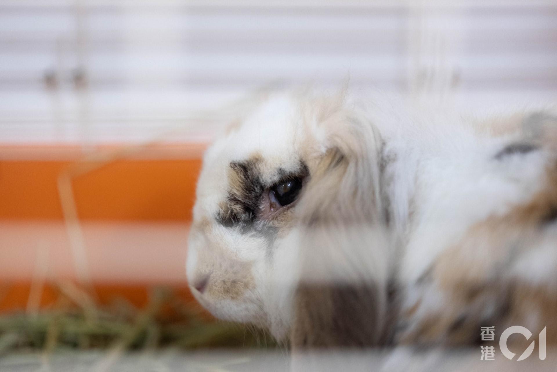 董芳宜指,兔子是喜愛乾淨的動物,故主人要保持其籠子清潔,每日亦要清潔籠子。(盧翊銘攝) 董芳宜指,兔子是喜愛乾淨的動物,故主人要保持其籠子清潔,每日亦要清潔籠子。(盧翊銘攝)