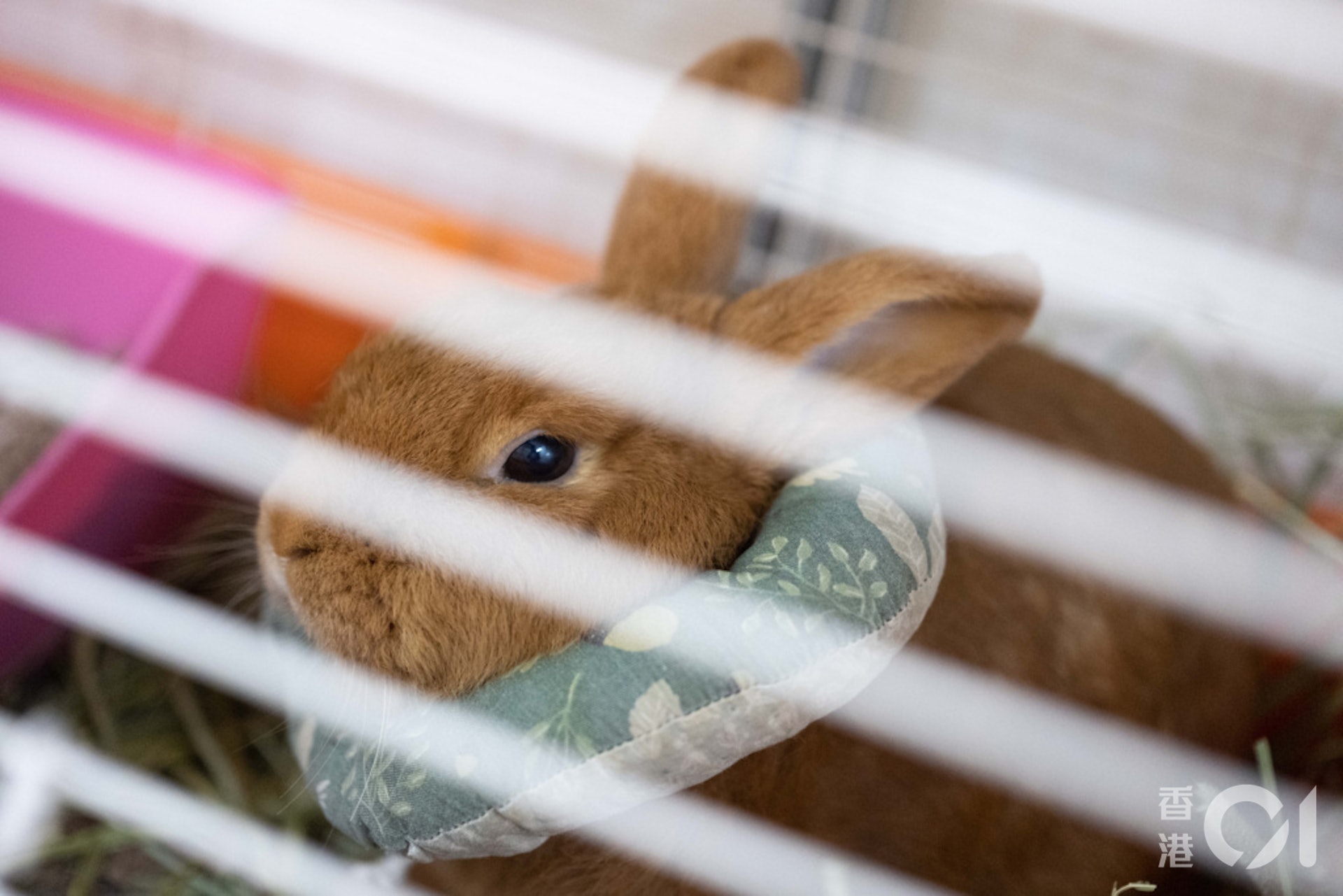 董芳宜指,兔子是喜愛乾淨的動物,故主人要保持其籠子清潔,每日亦要清潔籠子。(盧翊銘攝) 董芳宜指,兔子是喜愛乾淨的動物,故主人要保持其籠子清潔,每日亦要清潔籠子。(盧翊銘攝)