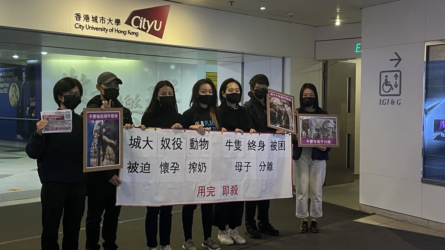 城大引入娟姍牛供教學及生產奶製品 動保團體默站抗議促不殺不棄 城大引入娟姍牛供教學及生產奶製品 動保團體默站抗議促不殺不棄