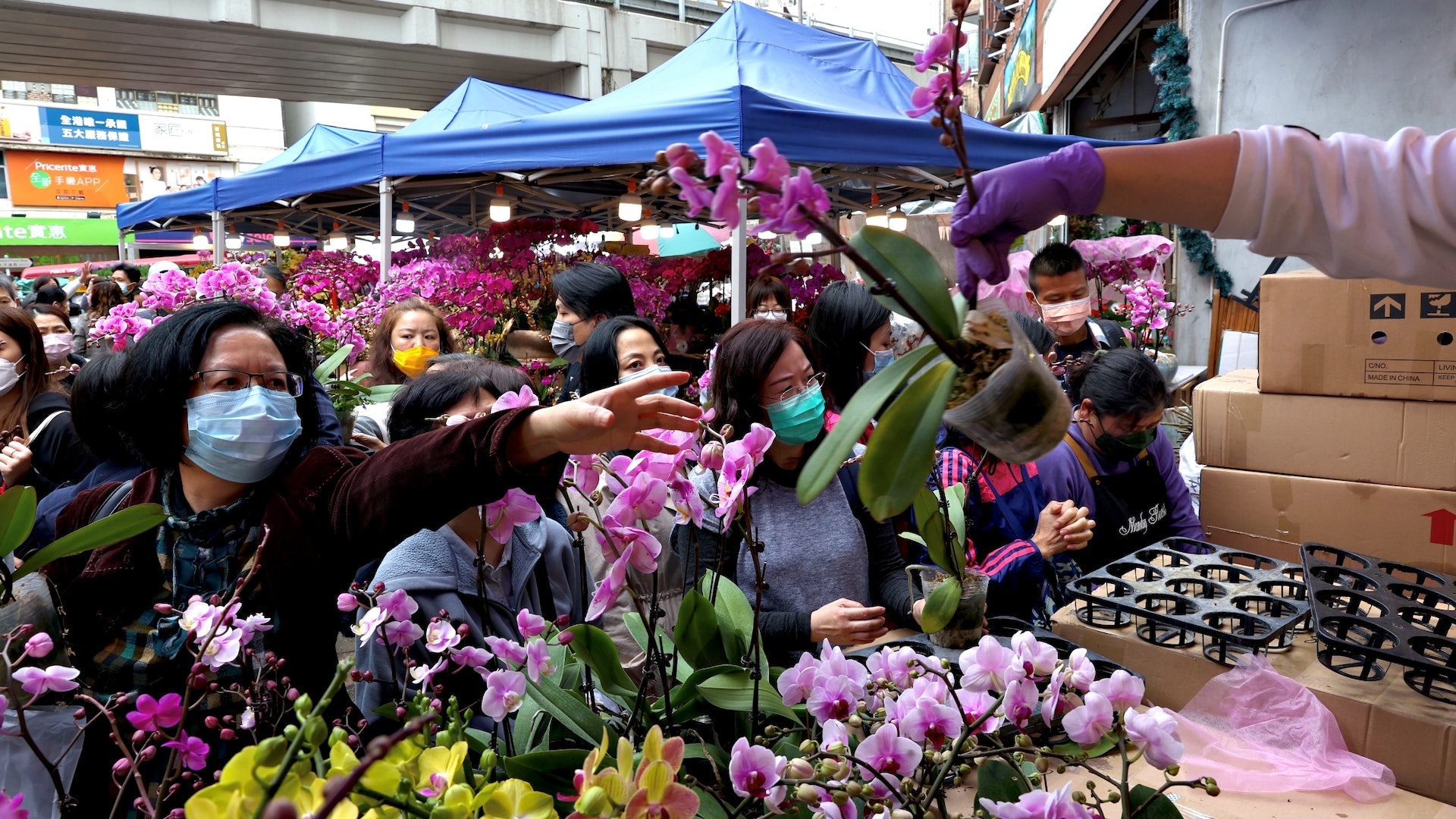 新年「年花」擺位需知 大門放3類盆栽除甲醛 客廳擺長壽花應節 新年「年花」擺位需知 大門放3類盆栽除甲醛 客廳擺長壽花應節