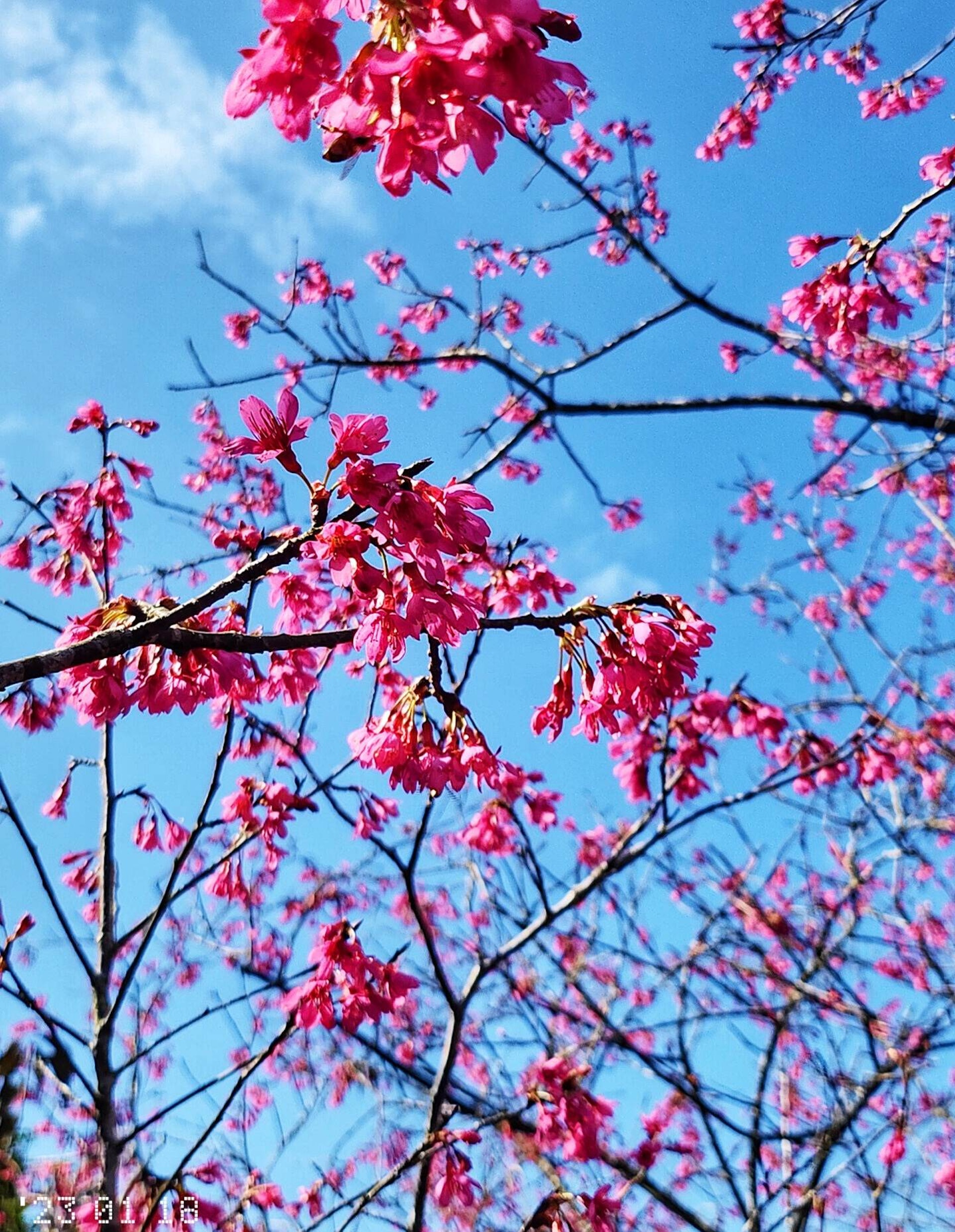 鐘花櫻花(圖片授權:FB@香港風景分享組組員) 鐘花櫻花(圖片授權:FB@香港風景分享組組員)