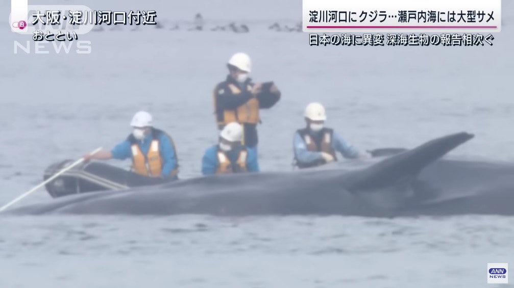 日本海驚現大量深海生物浮屍恐為災害先兆重演311地震?專家咁講