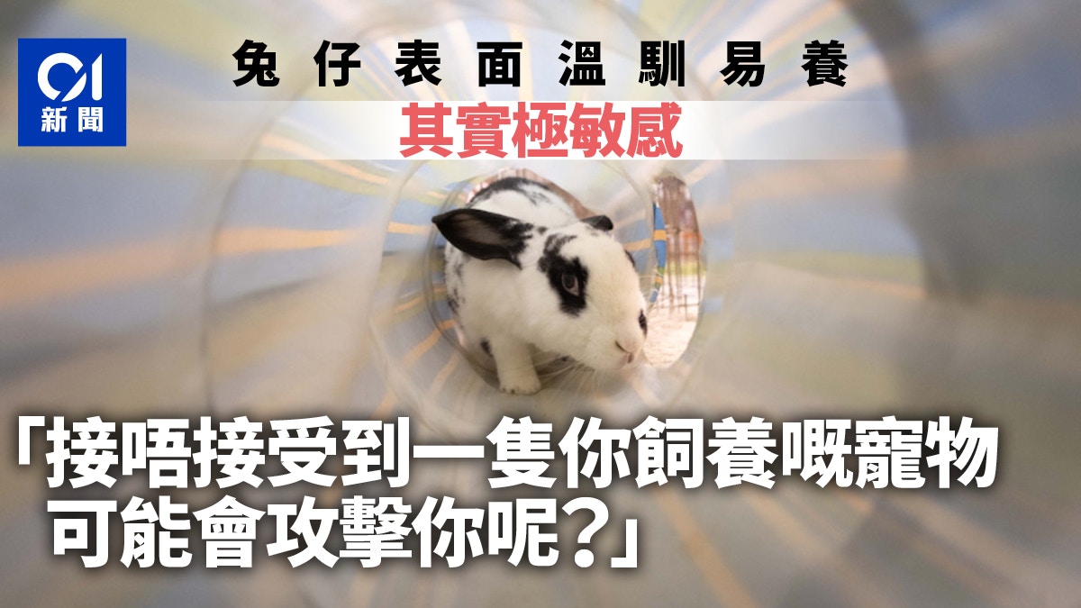 兔年｜溫馴易養？　兔協：勿因應節貿然飼養　要當兔仔係屋企人