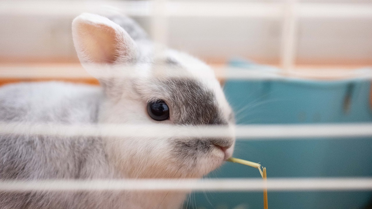 【兔年.圖輯】兔仔活潑可愛 飼養前深思熟慮 細心照顧牠一生