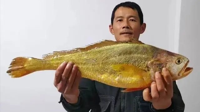 寧波漁民大年初四捕獲4.8斤野生大黃魚 當晚2.66萬元高價賣出 寧波漁民大年初四捕獲4.8斤野生大黃魚 當晚2.66萬元高價賣出