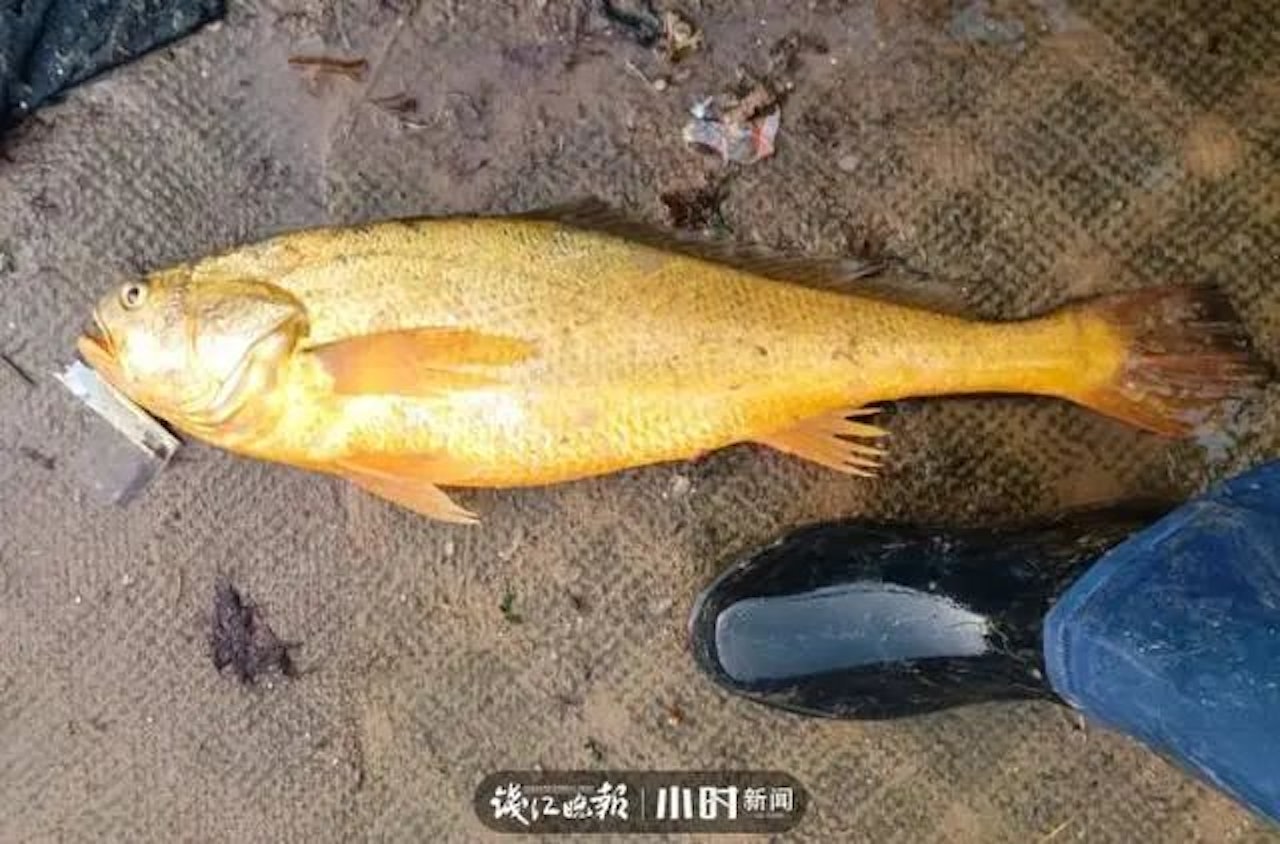 野生大黃魚量少而昂貴,被稱為海內的「土豪金」。(錢江晚報) 野生大黃魚量少而昂貴,被稱為海內的「土豪金」。(錢江晚報)