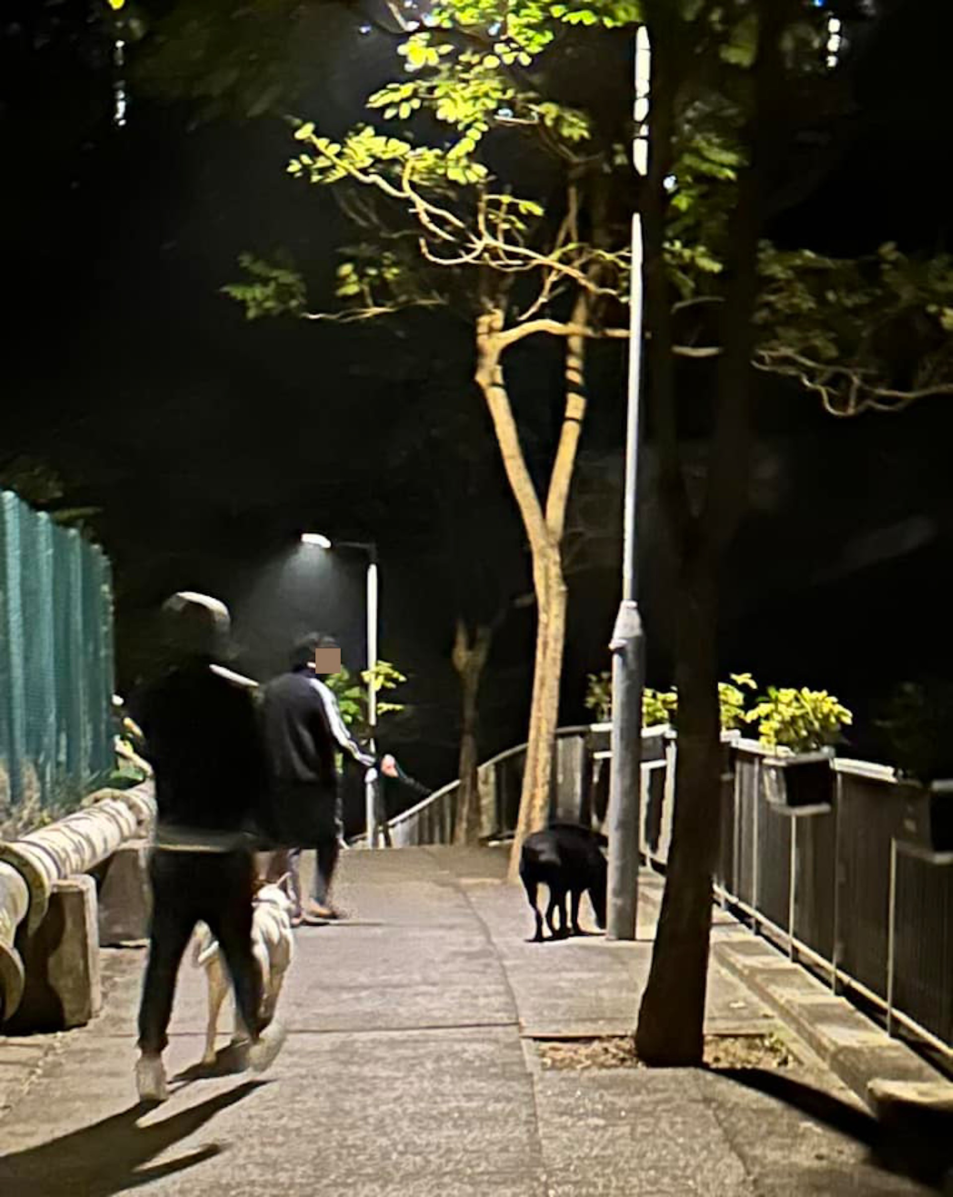 有港男於網上發文表示,周四(26日)午夜時分放狗途經葵涌大白田徑時,見到兩名南亞裔男狗主拖着兩隻大型犬徘徊,懷疑是比特鬥牛㹴。(fb群組「貓貓狗狗保護及領養區(香港)」圖片) 有港男於網上發文表示,周四(26日)午夜時分放狗途經葵涌大白田徑時,見到兩名南亞裔男狗主拖着兩隻大型犬徘徊,懷疑是比特鬥牛㹴。(fb群組「貓貓狗狗保護及領養區(香港)」圖片)