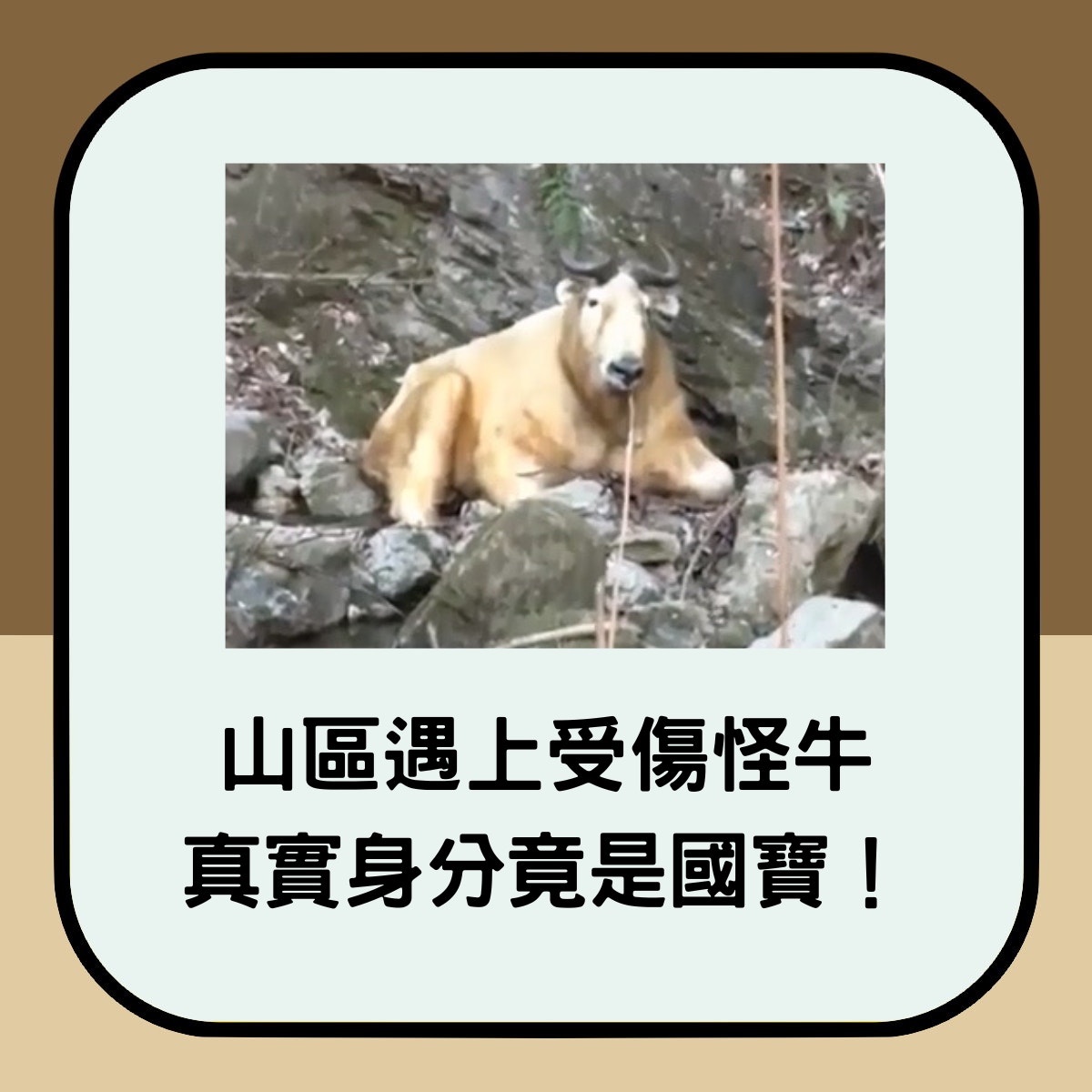 陝西省寶雞一名男子在山上發現一隻受傷的黃色怪牛，原來牠竟是國寶級珍稀動物！（微博@秒聞視頻）