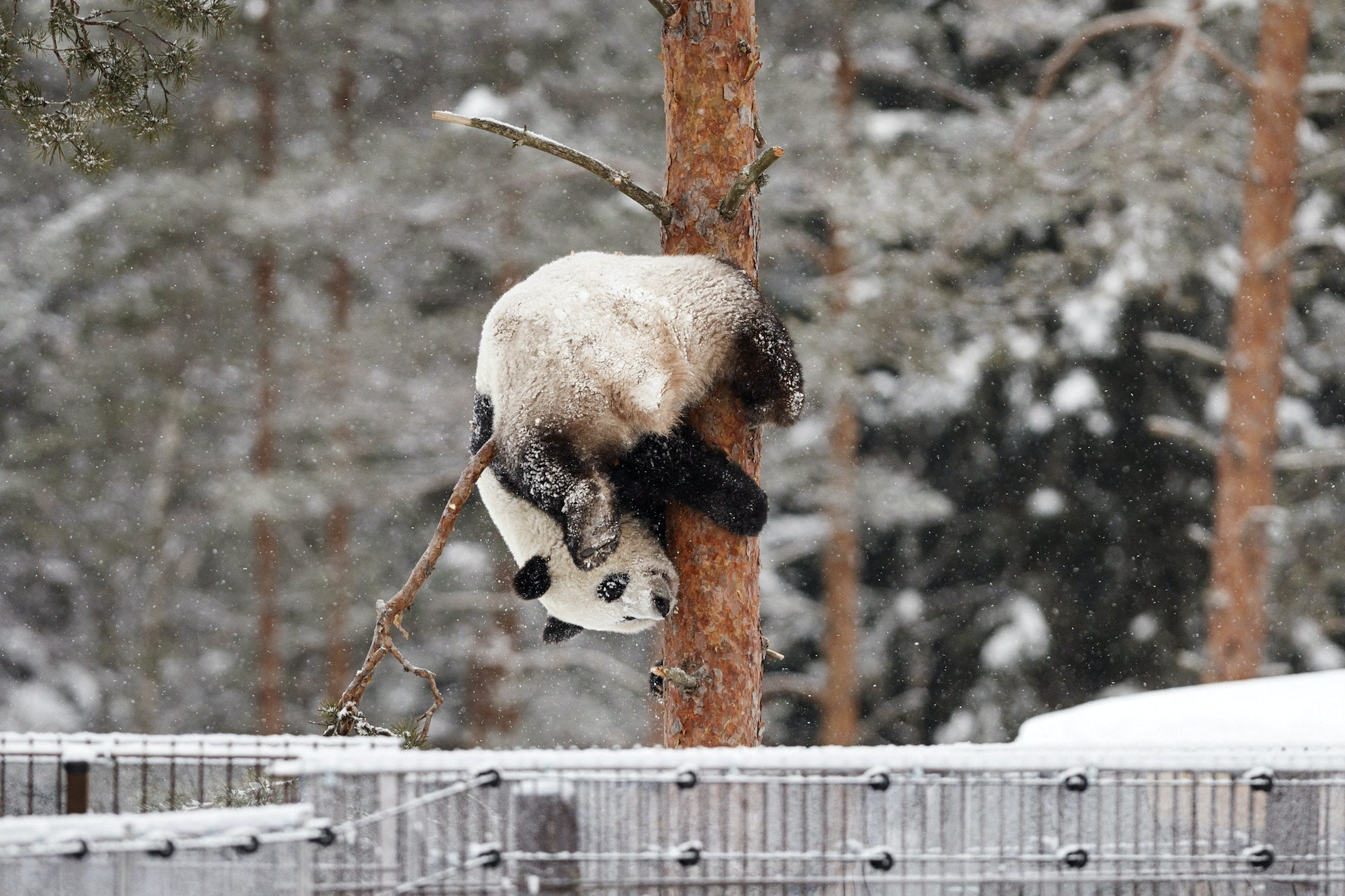 被送往芬蘭的母熊貓金寶寶,在雪地玩耍的照片活潑可愛。(Reuters) 被送往芬蘭的母熊貓金寶寶,在雪地玩耍的照片活潑可愛。(Reuters)