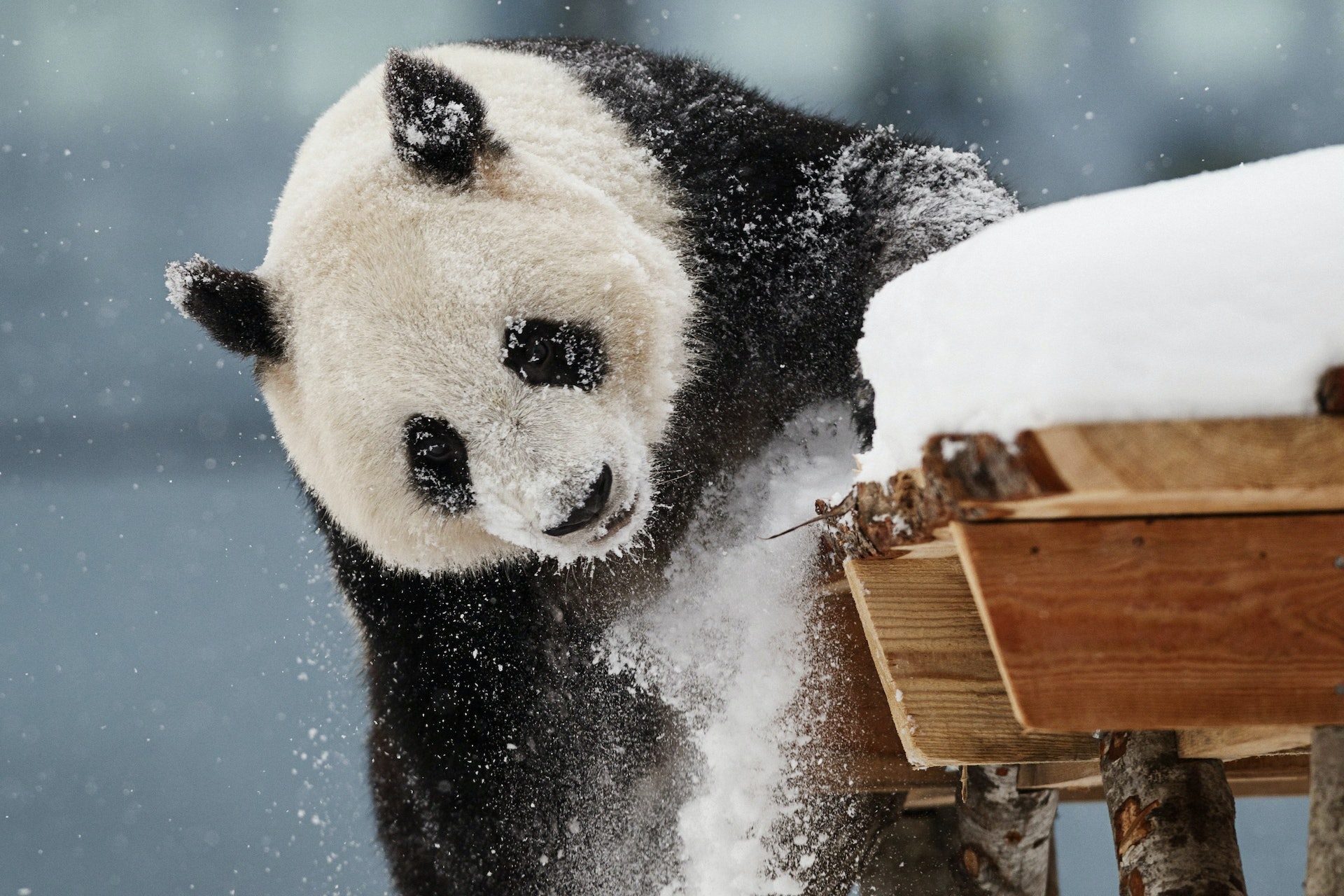 母熊貓金寶寶在芬蘭艾赫泰里動物園雪地玩耍。(Reuters) 母熊貓金寶寶在芬蘭艾赫泰里動物園雪地玩耍。(Reuters)
