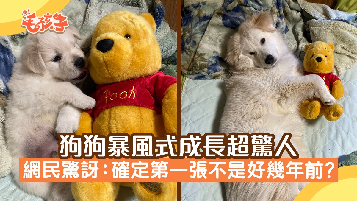 狗狗暴風式成長日記超驚人　網民驚訝：確定第一張不是好幾年前？
