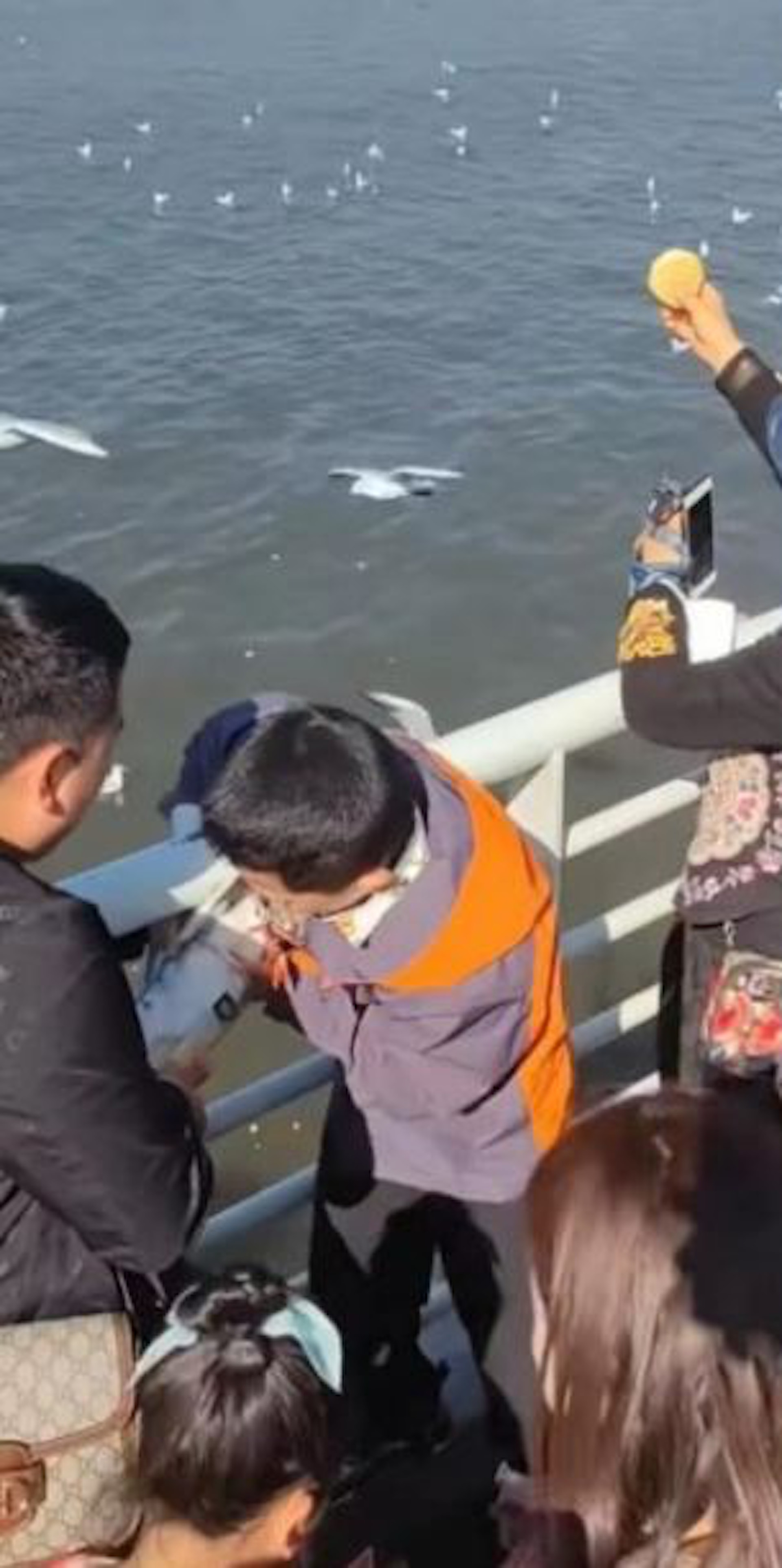 在海埂大壩,家長幫小孩把海鷗塞進狹窄的瓶子中欲帶走。(影片截圖) 在海埂大壩,家長幫小孩把海鷗塞進狹窄的瓶子中欲帶走。(影片截圖)