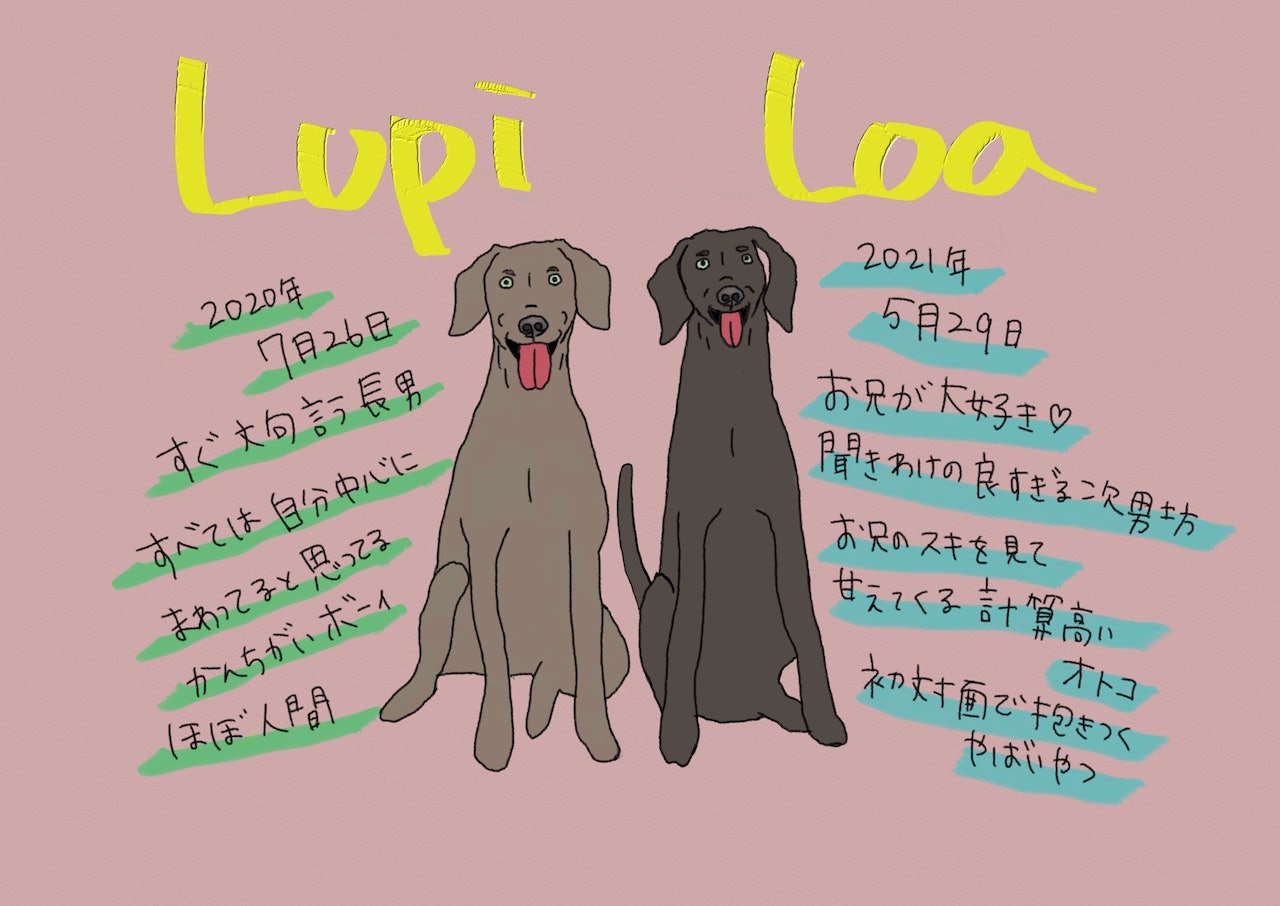 威瑪獵犬哥哥Lupi和弟弟Loa,牠們分別是3歲和2歲。(twitter@lupiloa_weim) 威瑪獵犬哥哥Lupi和弟弟Loa,牠們分別是3歲和2歲。(twitter@lupiloa_weim)