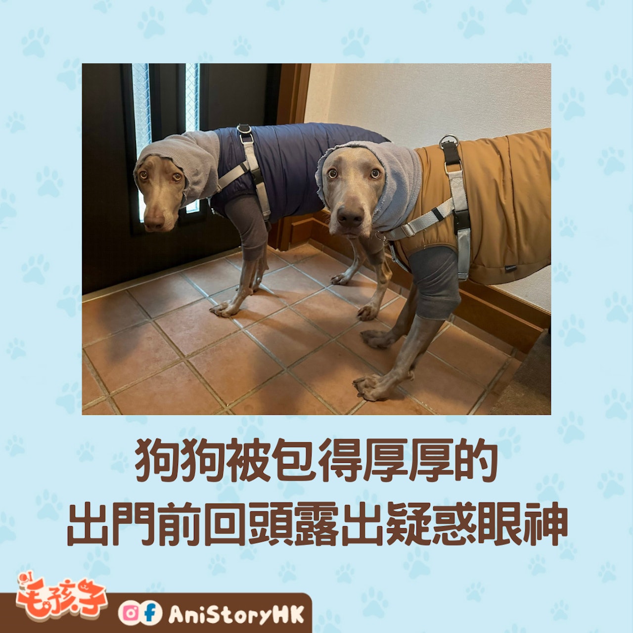 威瑪獵犬哥哥Lupi和弟弟Loa已被包得厚厚的準備出門,但牠們回頭看媽媽卻是一臉疑惑,像是在說:真的要出門嗎?(twitter@lupiloa_weim) 威瑪獵犬哥哥Lupi和弟弟Loa已被包得厚厚的準備出門,但牠們回頭看媽媽卻是一臉疑惑,像是在說:真的要出門嗎?(twitter@lupiloa_weim)