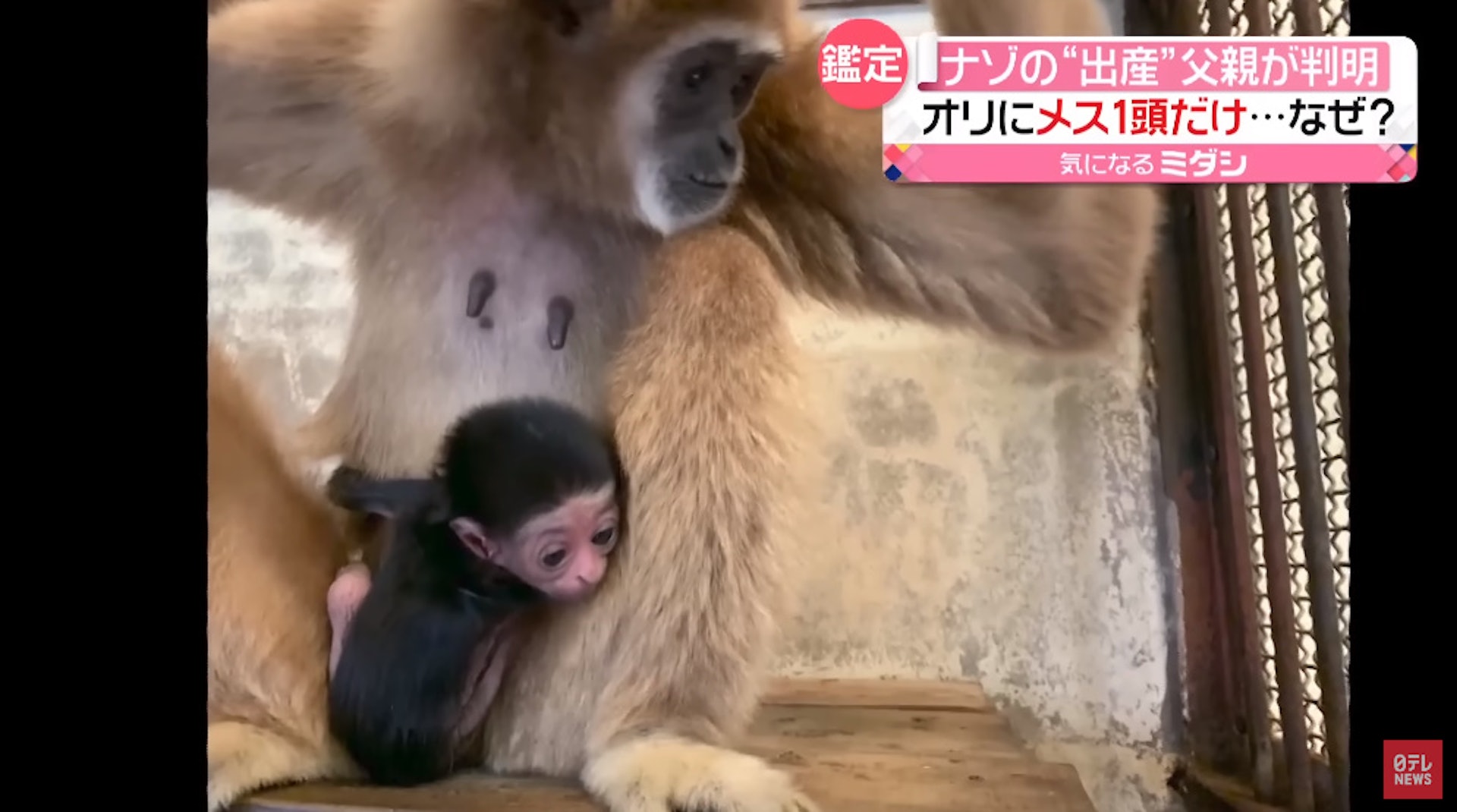 雌性白掌長臂猿Momo和身世成謎的兒子(YouTube 截圖) 雌性白掌長臂猿Momo和身世成謎的兒子(YouTube 截圖)