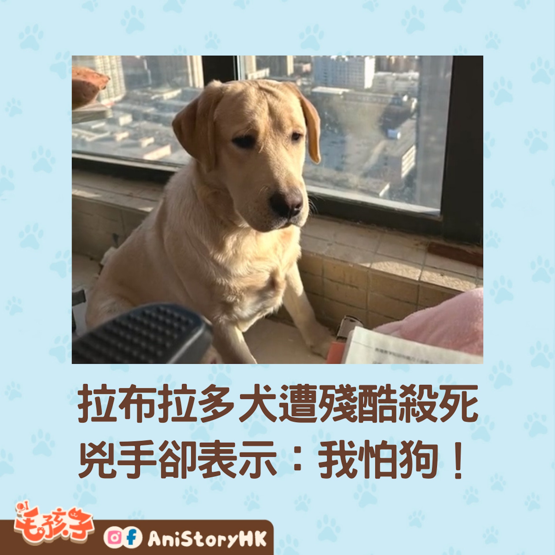 拉布拉多犬逃家後遭打死,監視器下發現兇手是鄰居,他卻向警方表示:我怕狗!(微博@家中有葡萄和蛋黃) 拉布拉多犬逃家後遭打死,監視器下發現兇手是鄰居,他卻向警方表示:我怕狗!(微博@家中有葡萄和蛋黃)