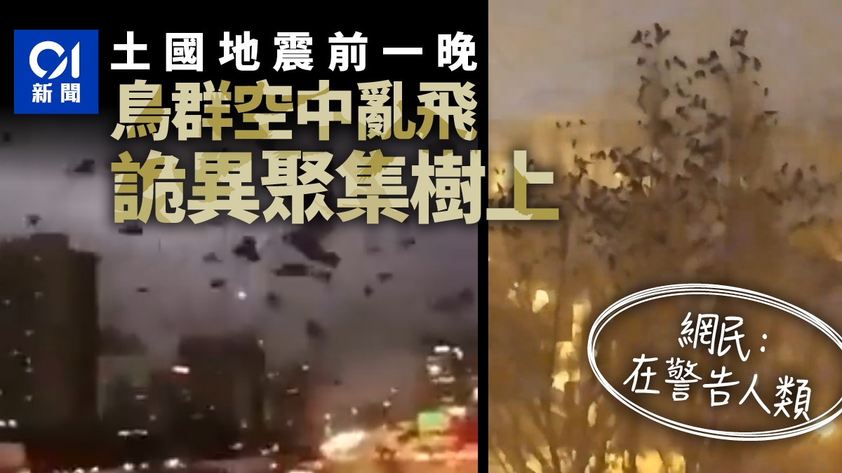 土耳其地震動物早知道？震前異象瘋傳　鳥群亂飛詭異集體停樹上